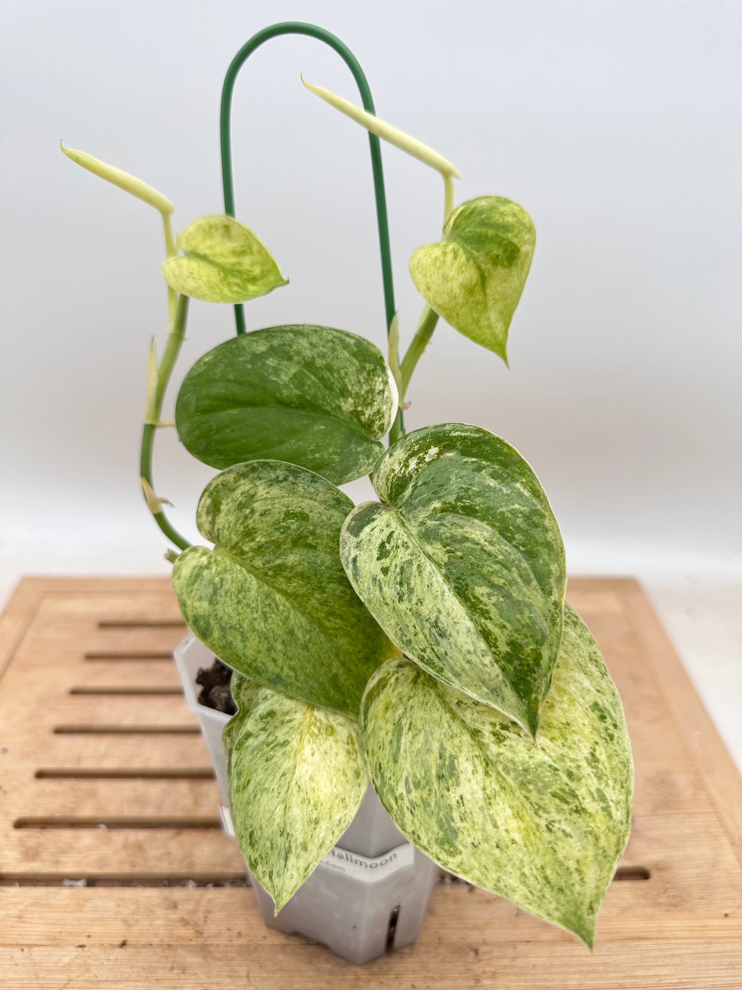 Scindapsus Halimoon - Multiple Growths - Thanksgiving Sale 💚