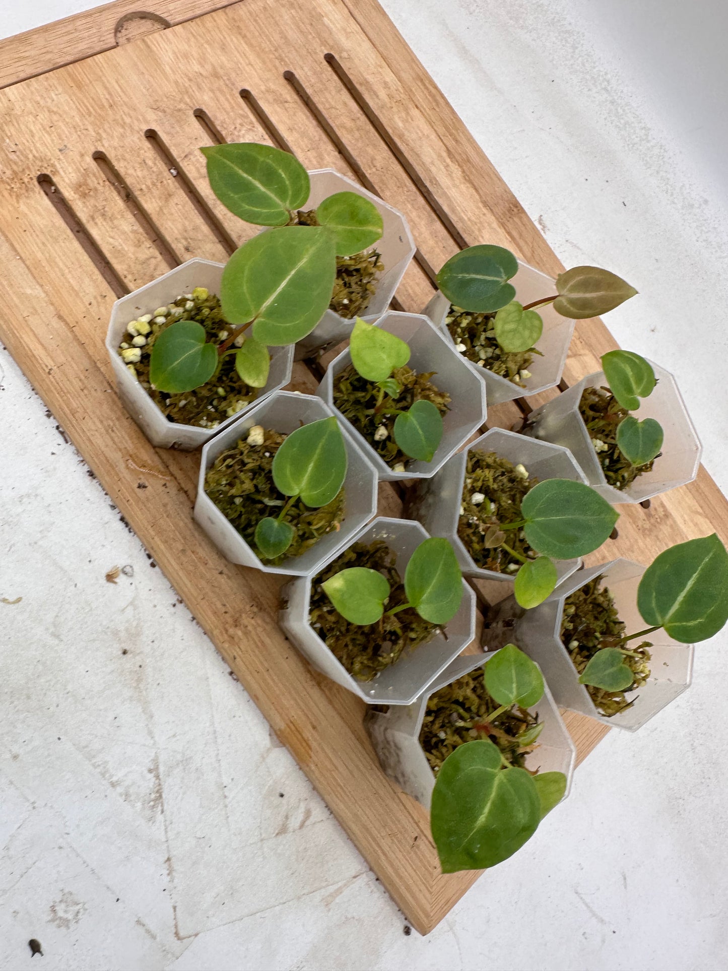 Anthurium Michelle x Michelle Seedling (self-Pollination) - August Sale