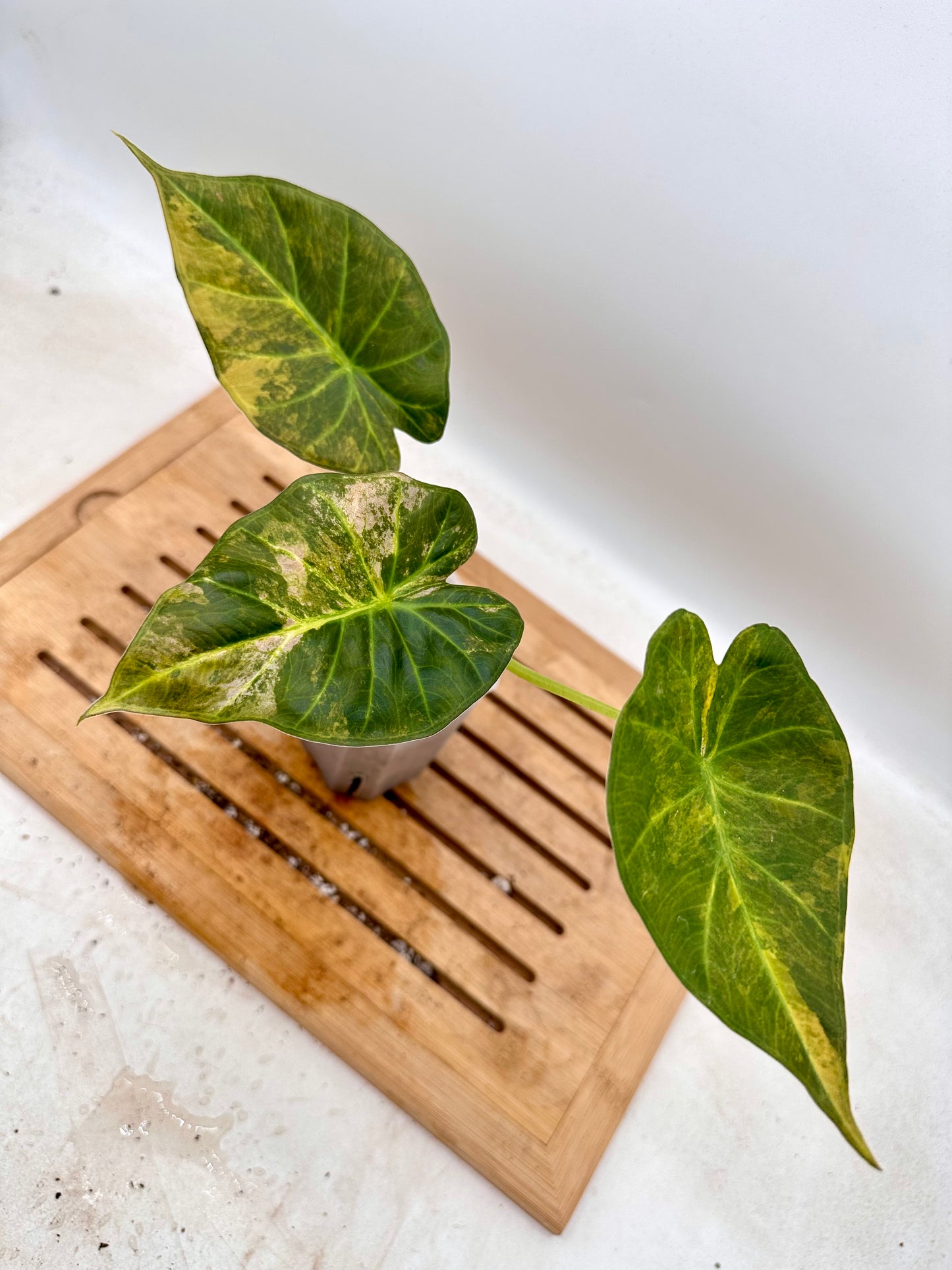 Alocasia Regal Shields Aurea Variegated