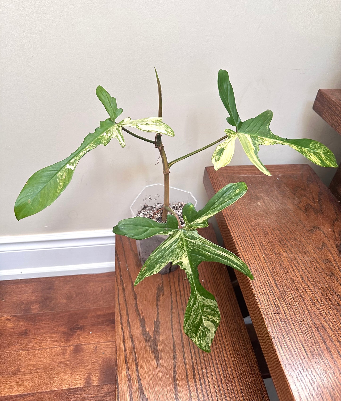 Philodendron Florida Beauty Variegated