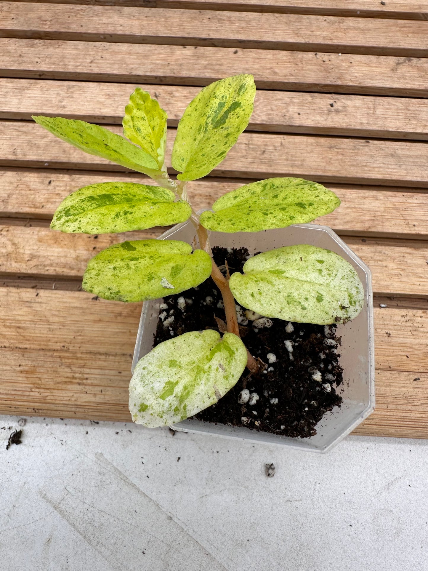 Begonia Watermelon Variegated - Pellionia Repens Variegated