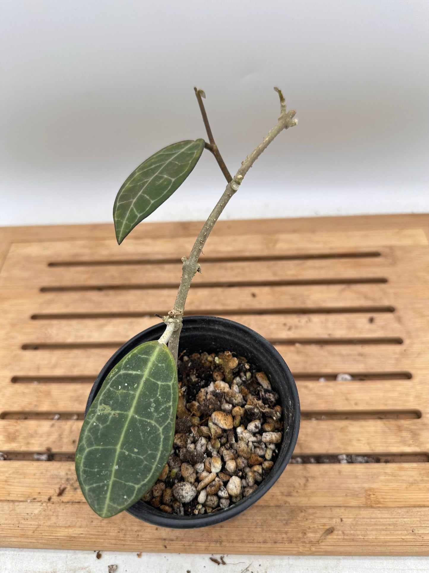 Hoya Elliptica - Multiple Growths - Thanksgiving Sale 💚
