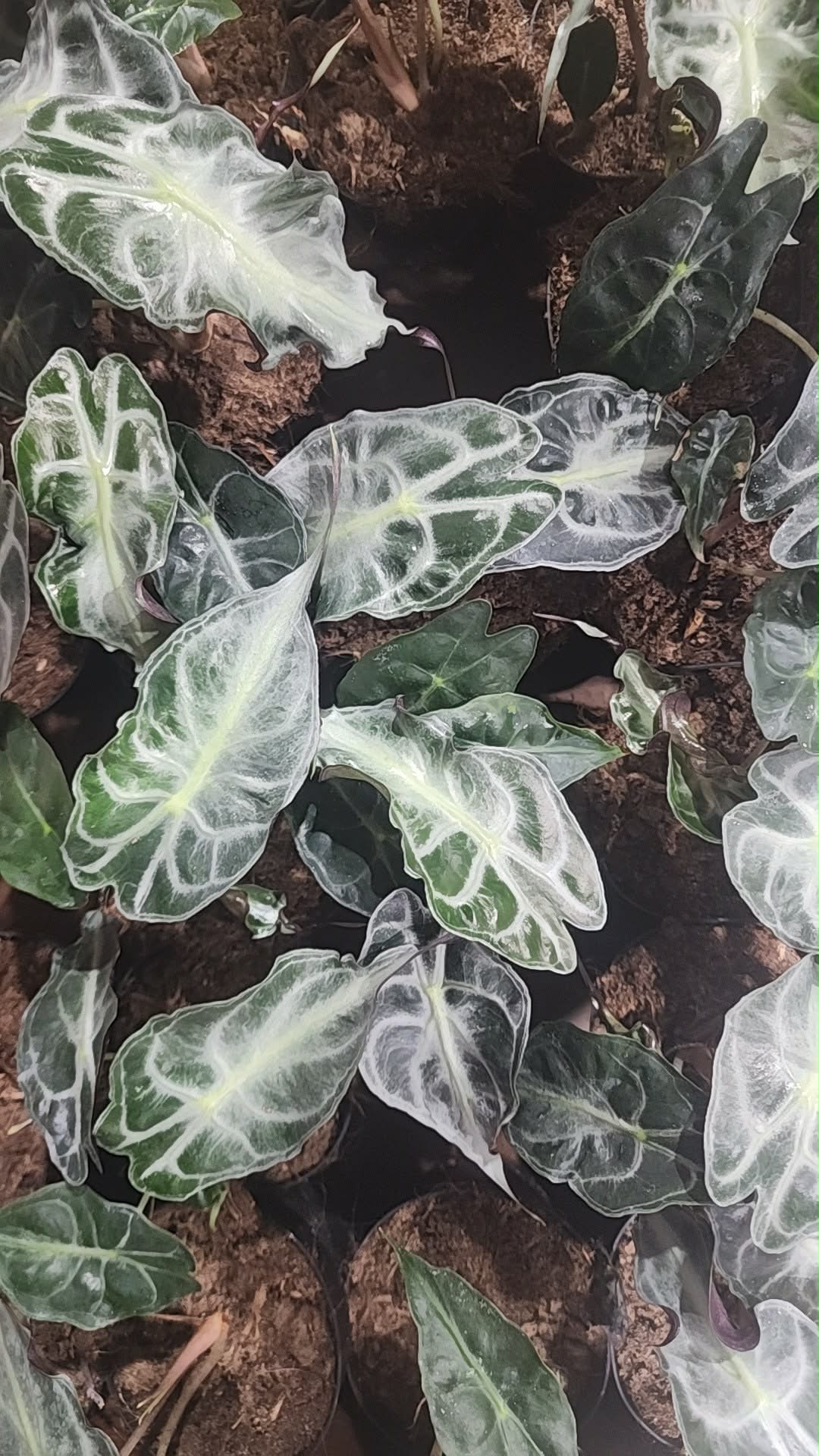 Alocasia Venom