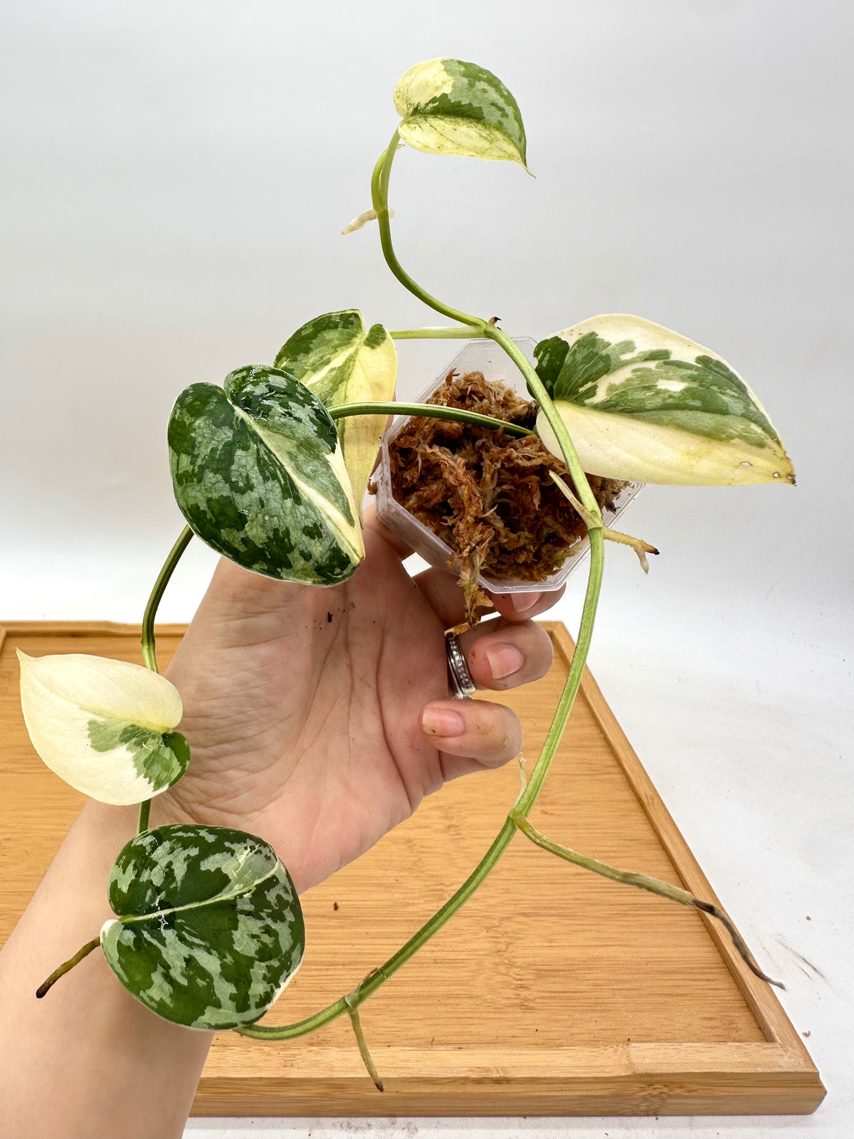 Scindapsus Mayari Variegated