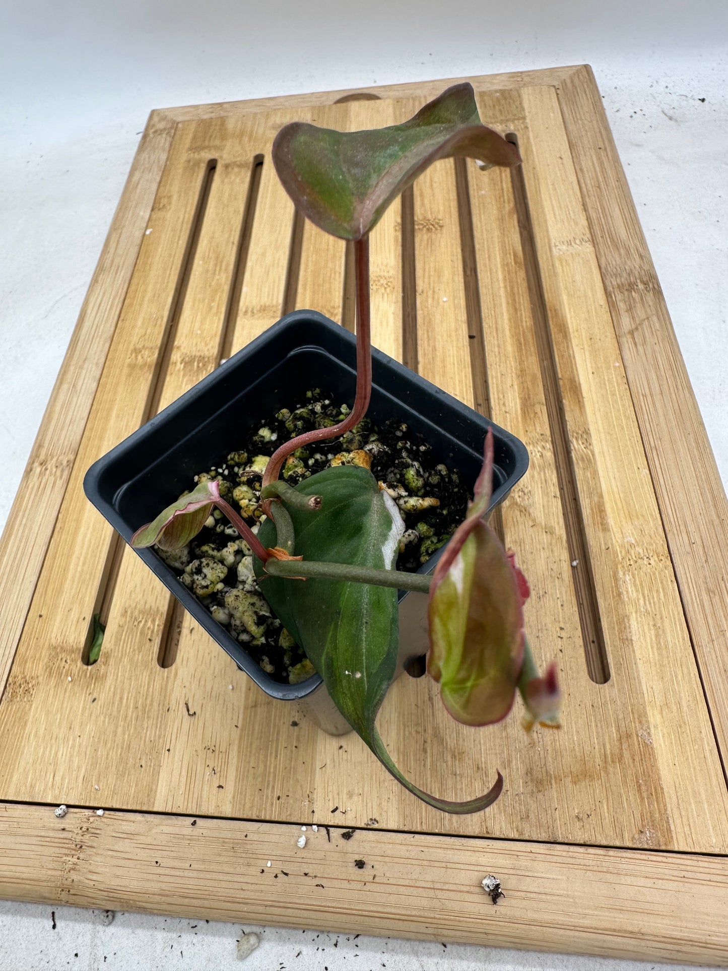 Long Weekend Sales 🐣🐇- Philodendron Micans Halo Variegated