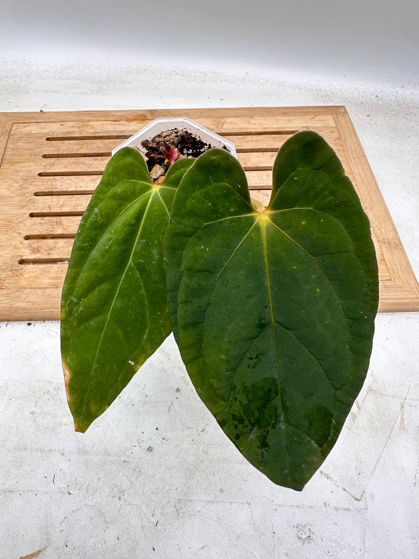 Anthurium Fort Sherman x Legend - Thanksgiving Sale 💚