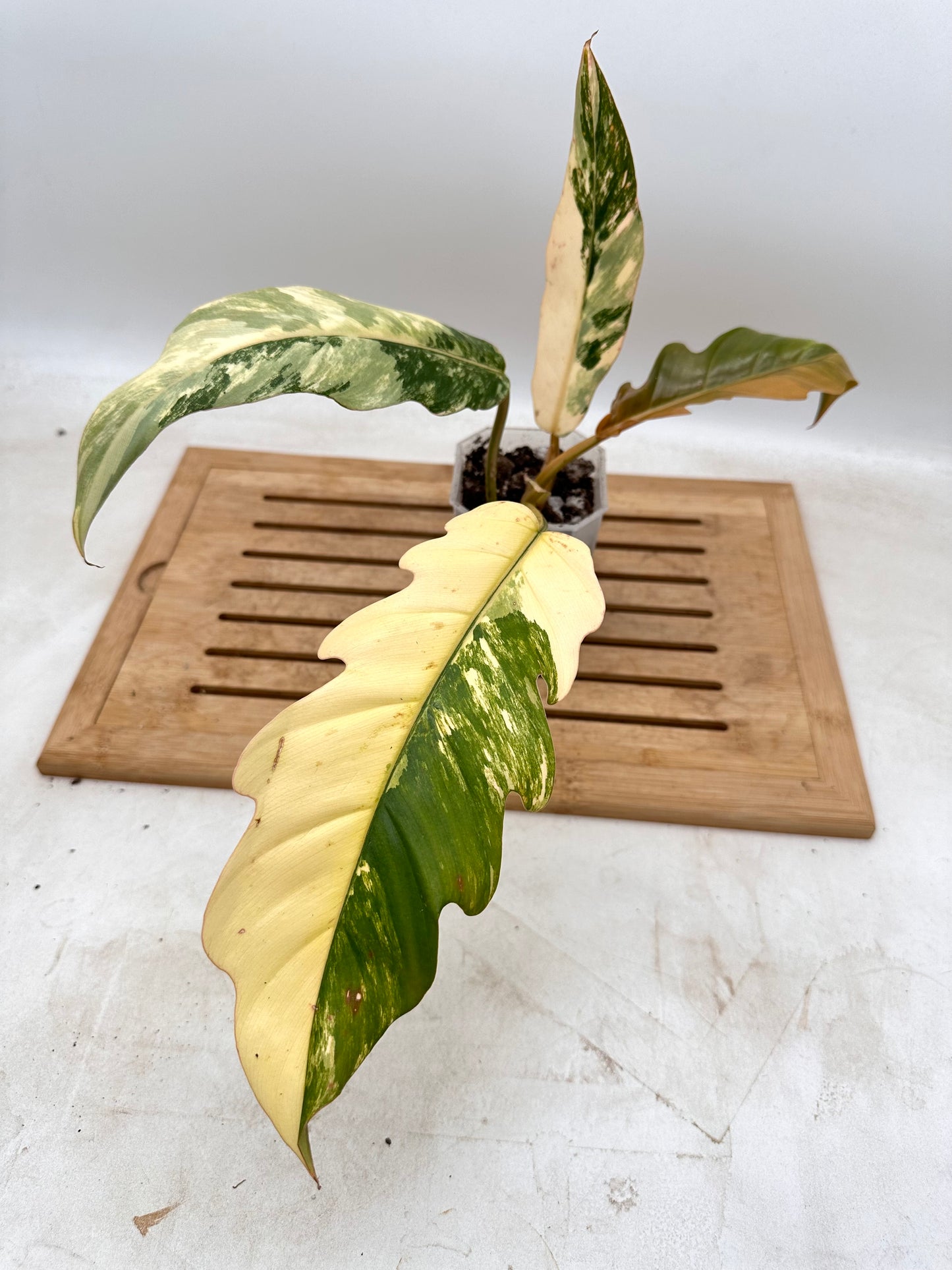Philodendron Caramel Marble