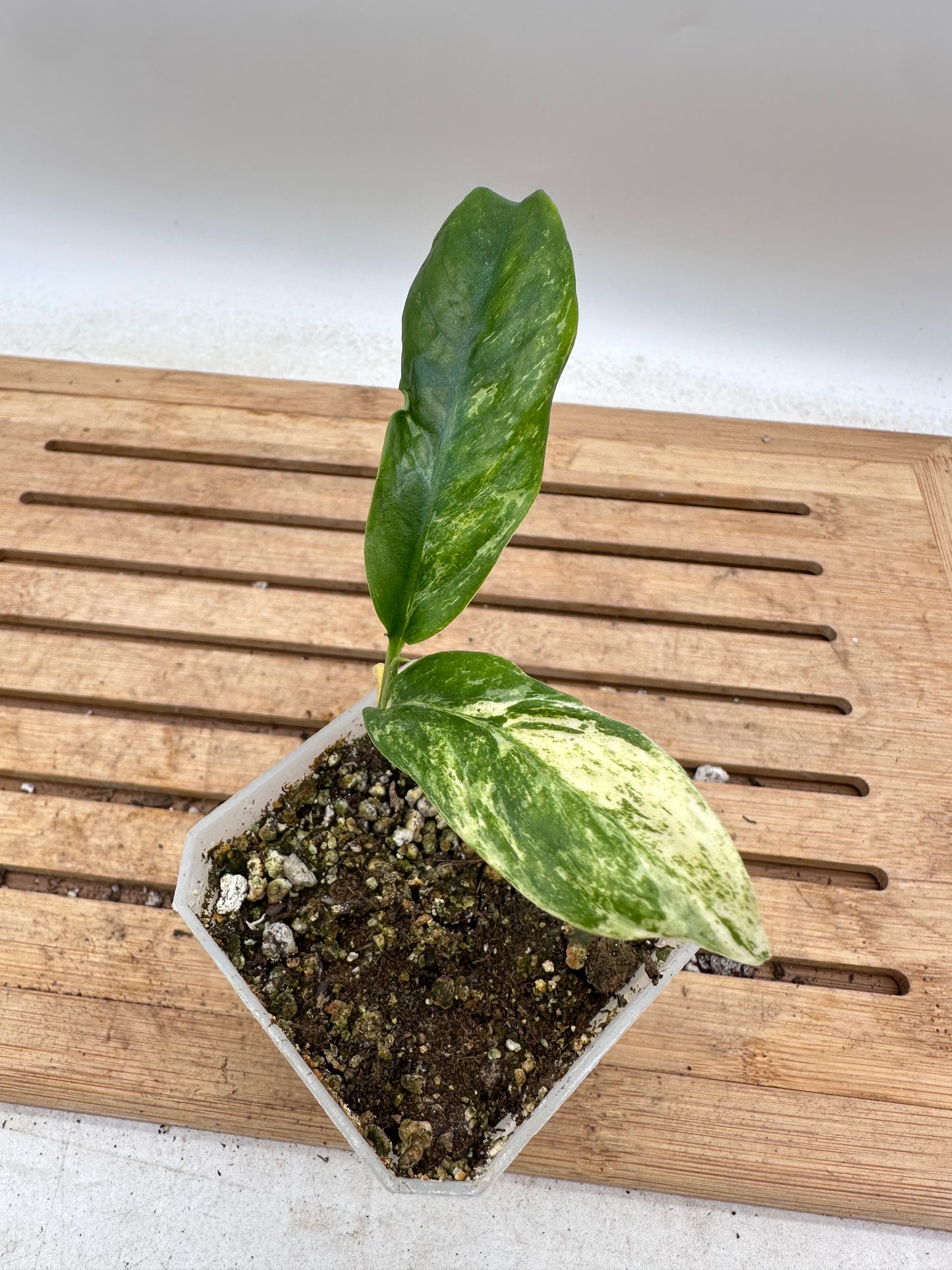 Rhaphidophora Puberula Variegated - Thanksgiving Sale 💚
