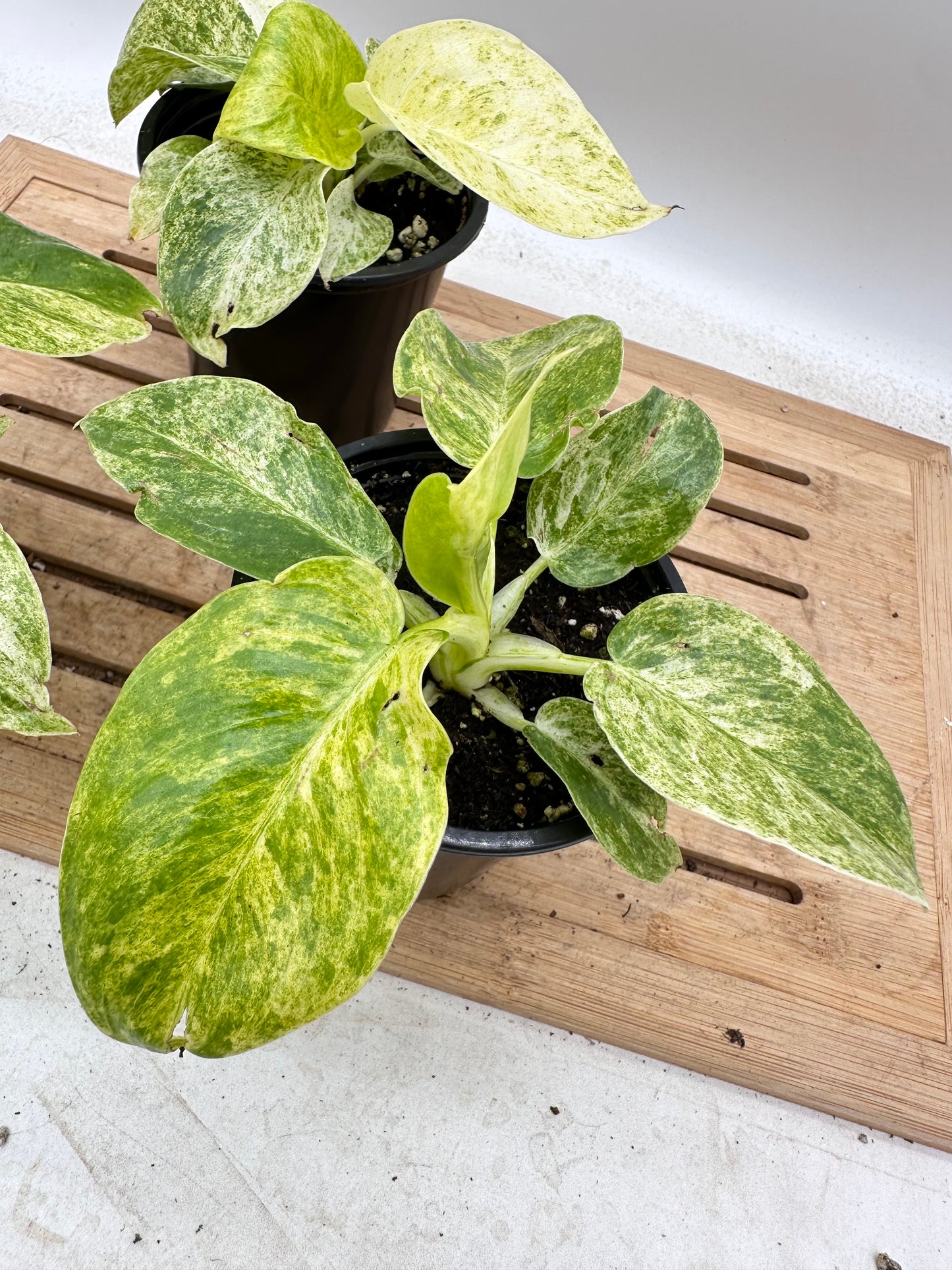 Philodendron Giganteum Variegated ‘Blizzard’