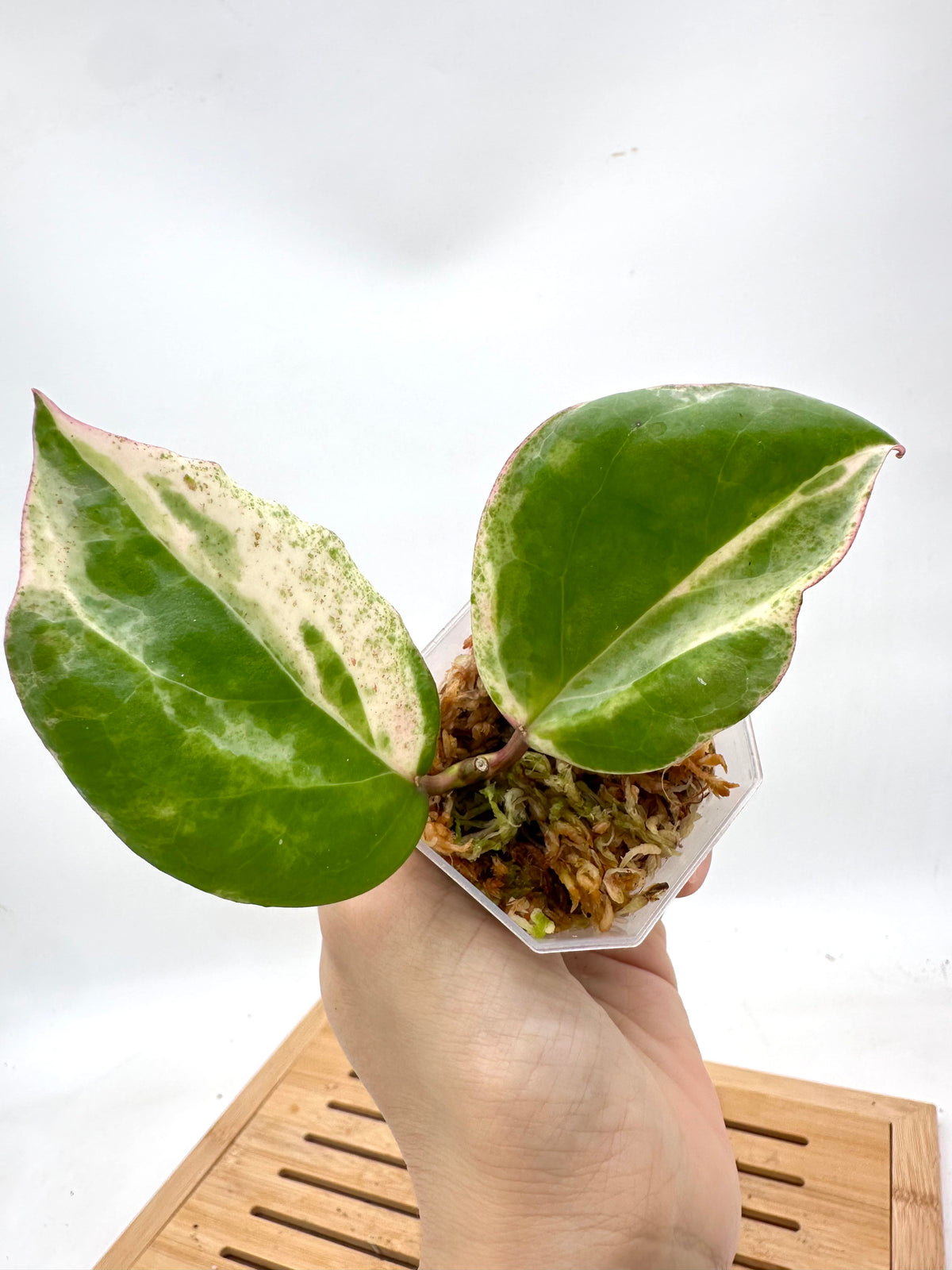 Hoya Cv. Candy