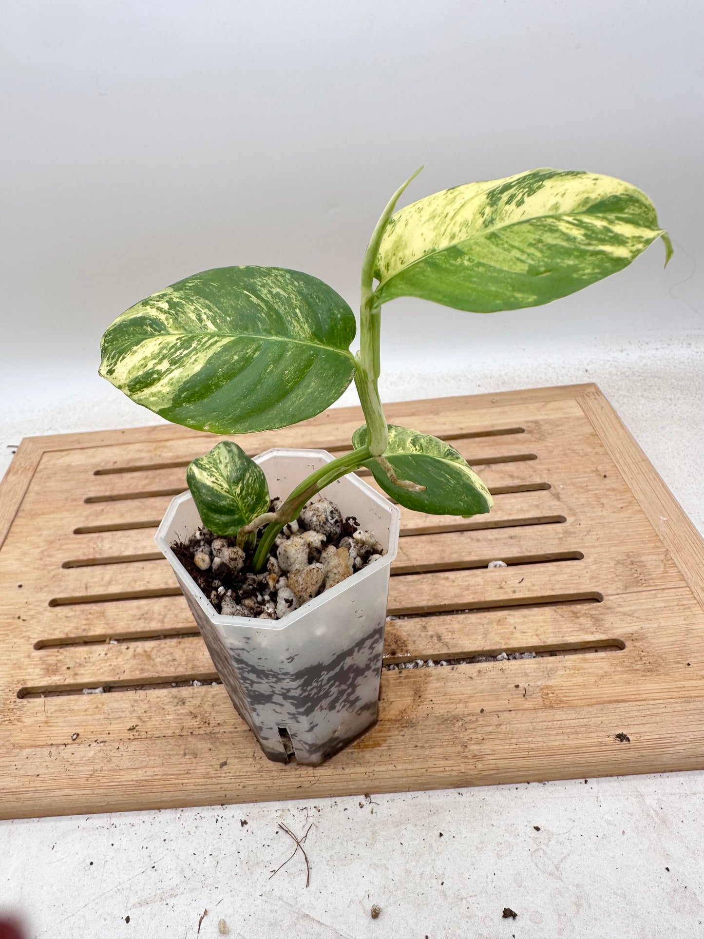 Rhaphidophora Puberula Variegated - Thanksgiving Sale 💚