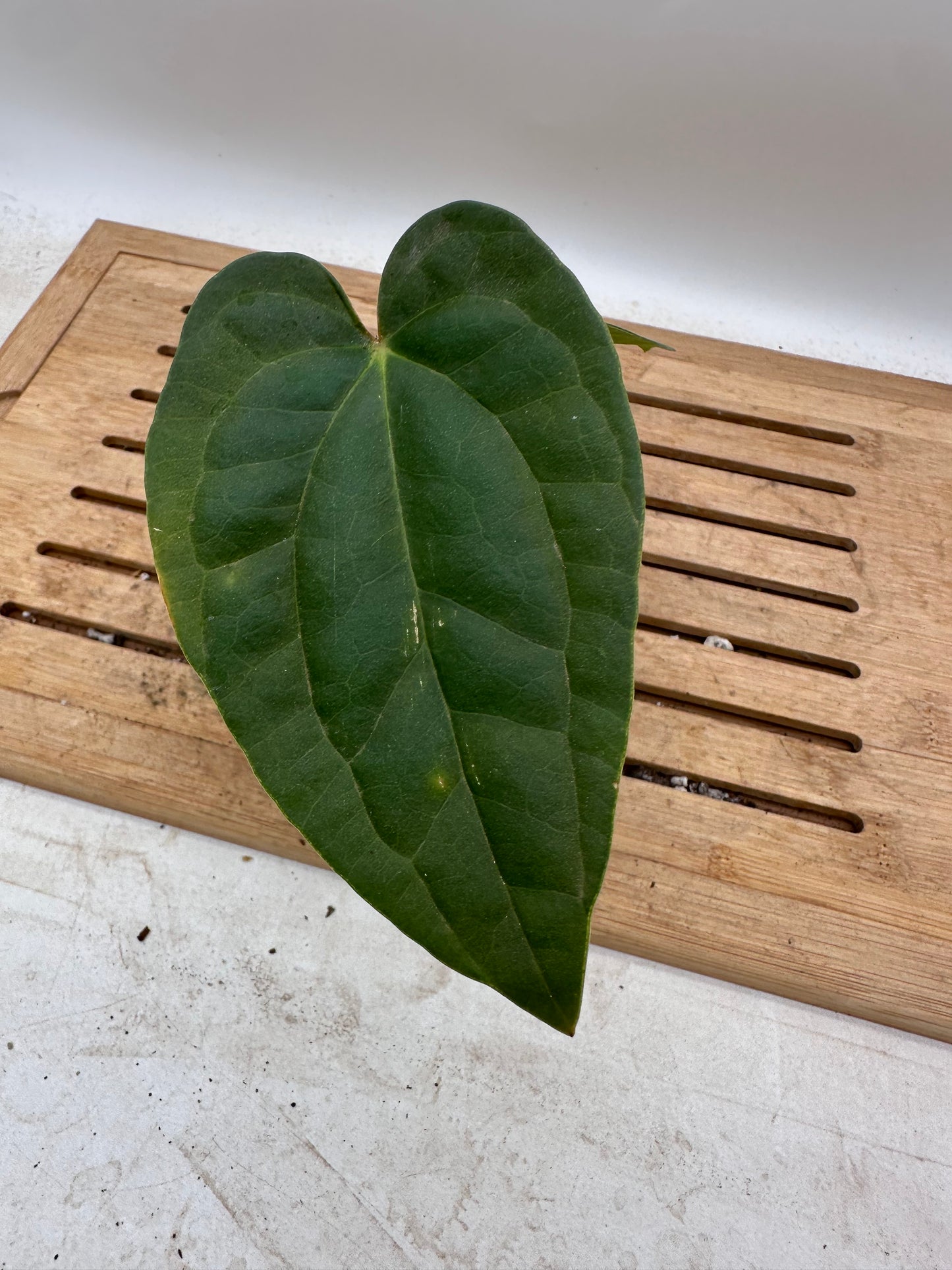 Anthurium Fort Sherman x Luxurians - Thanksgiving Sale 💚