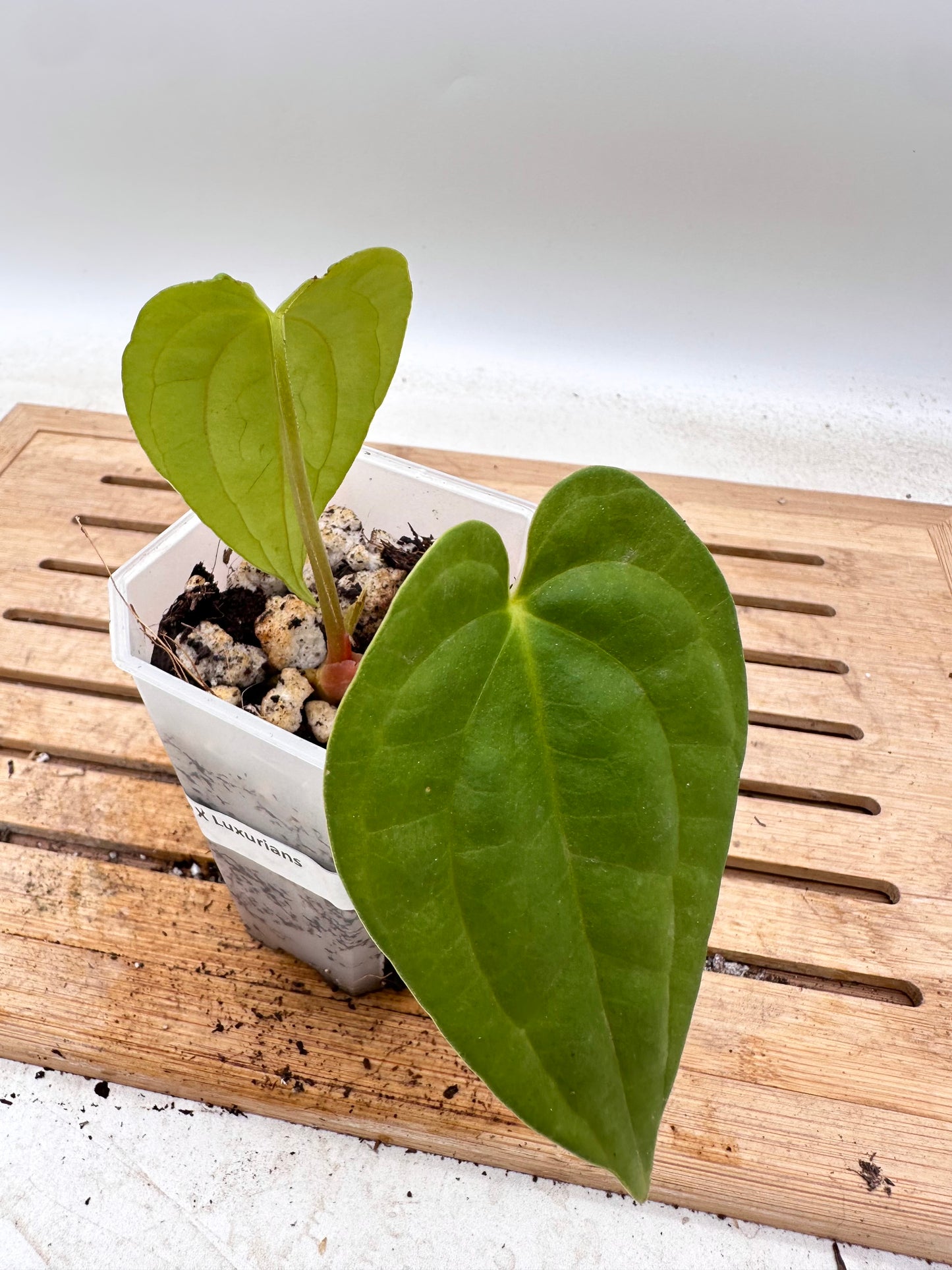 Anthurium Fort Sherman x Luxurians - Thanksgiving Sale 💚