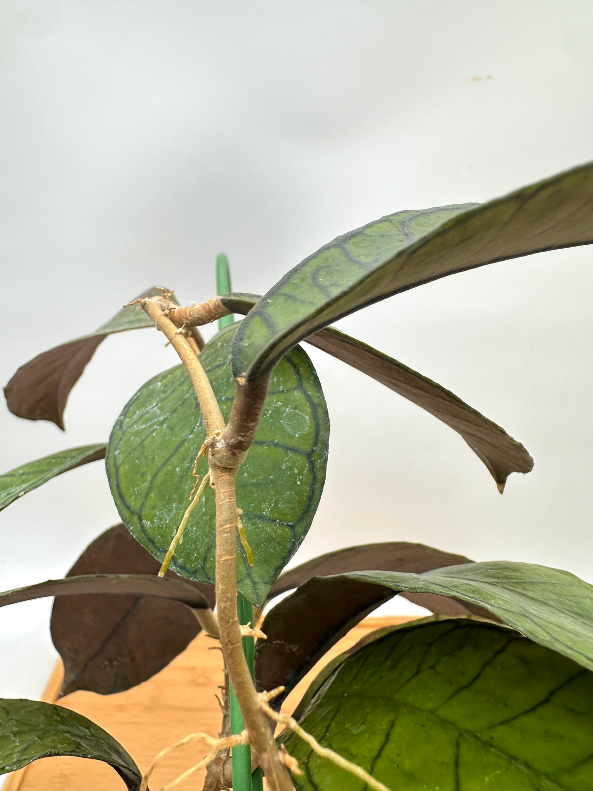 Hoya Gunung Gading - Good Size, Multiple Growths