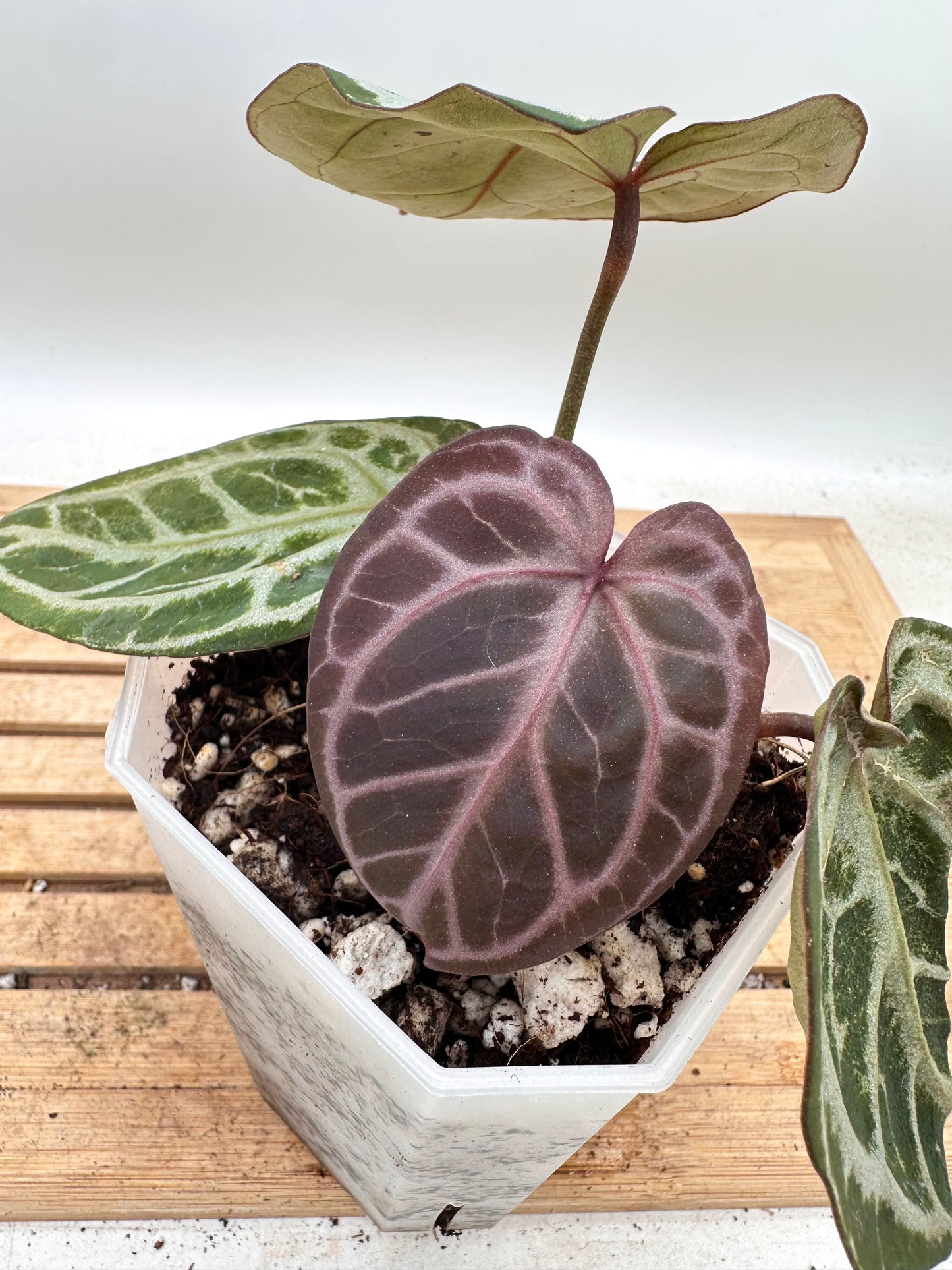 Anthurium Red Tiger x Black Crystallinum - Thanksgiving Sale 💚