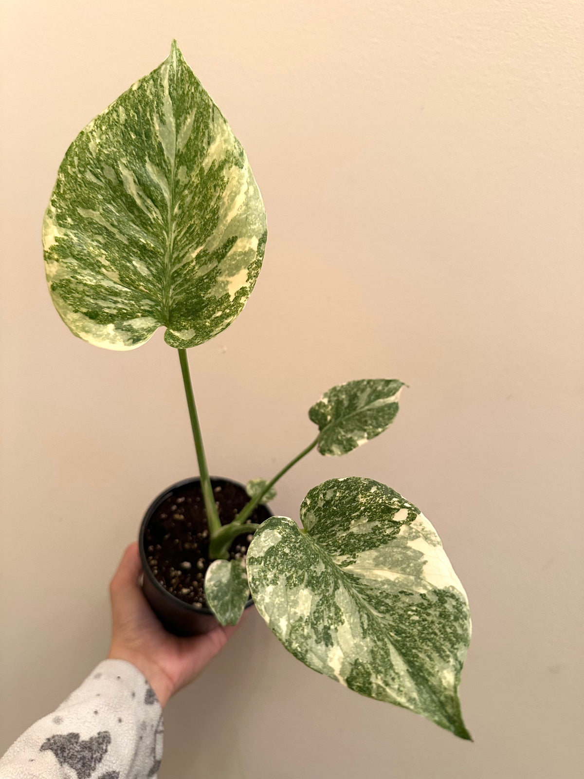 Monstera Legacy A