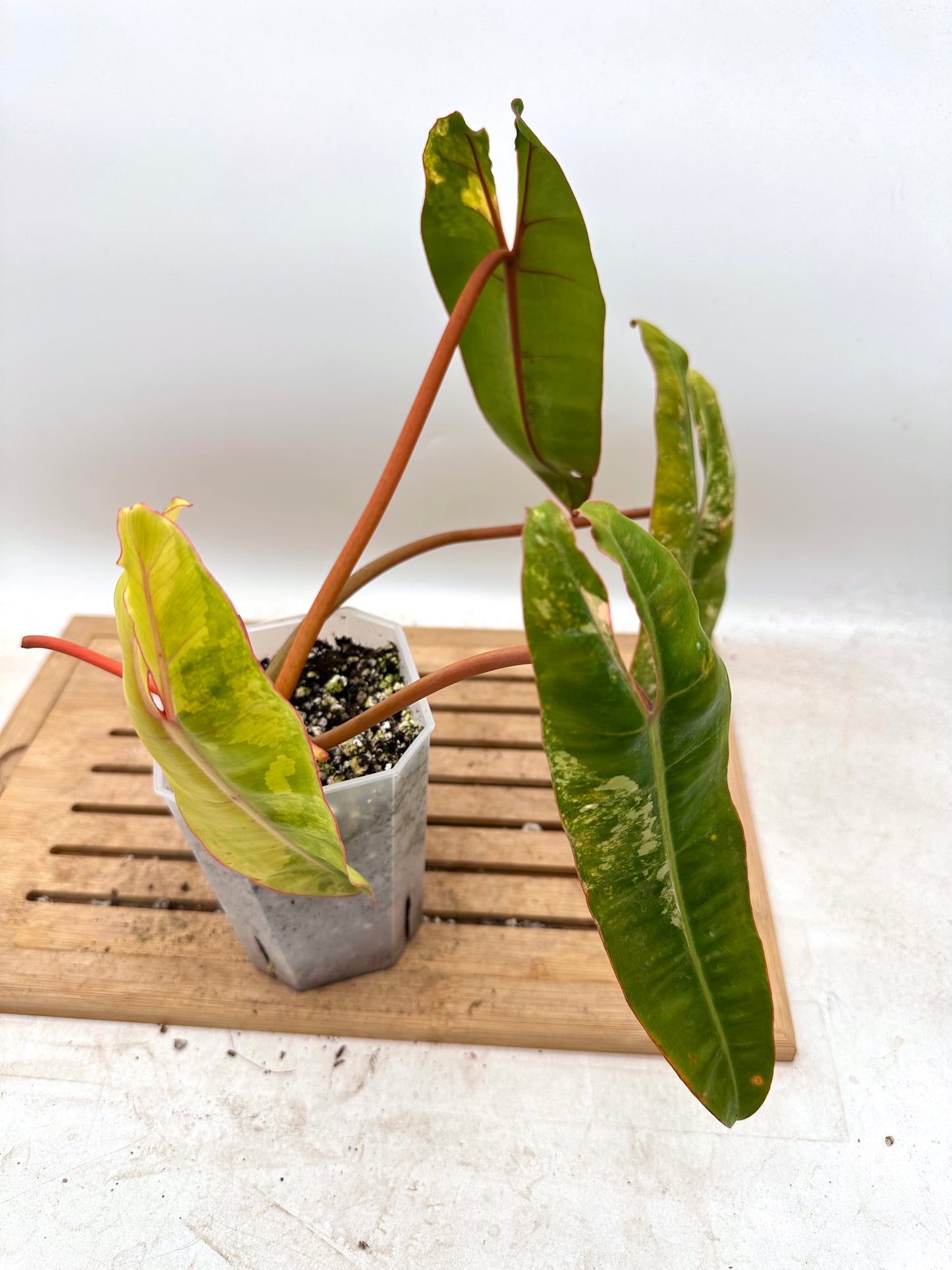 Philodendron Billiatiae Variegated