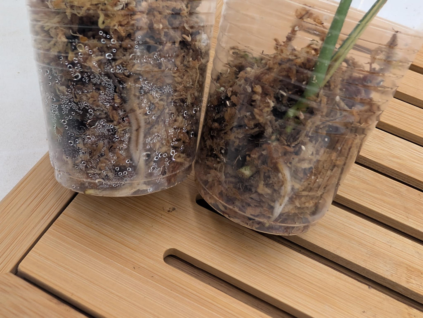 Monstera Obliqua Peru