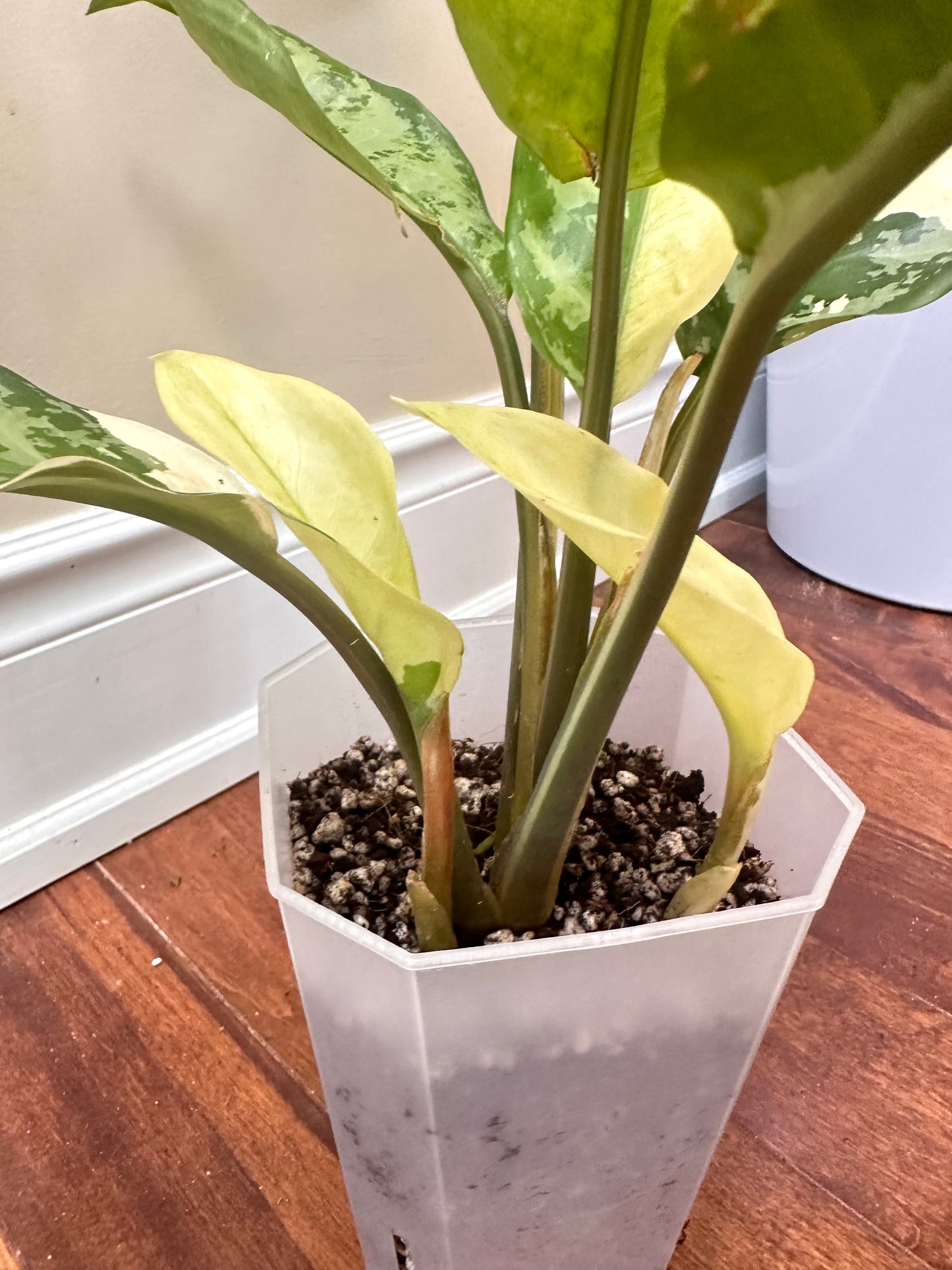 Aglaonema Manila Pride Albo - Multiple plants in pot - August Sale