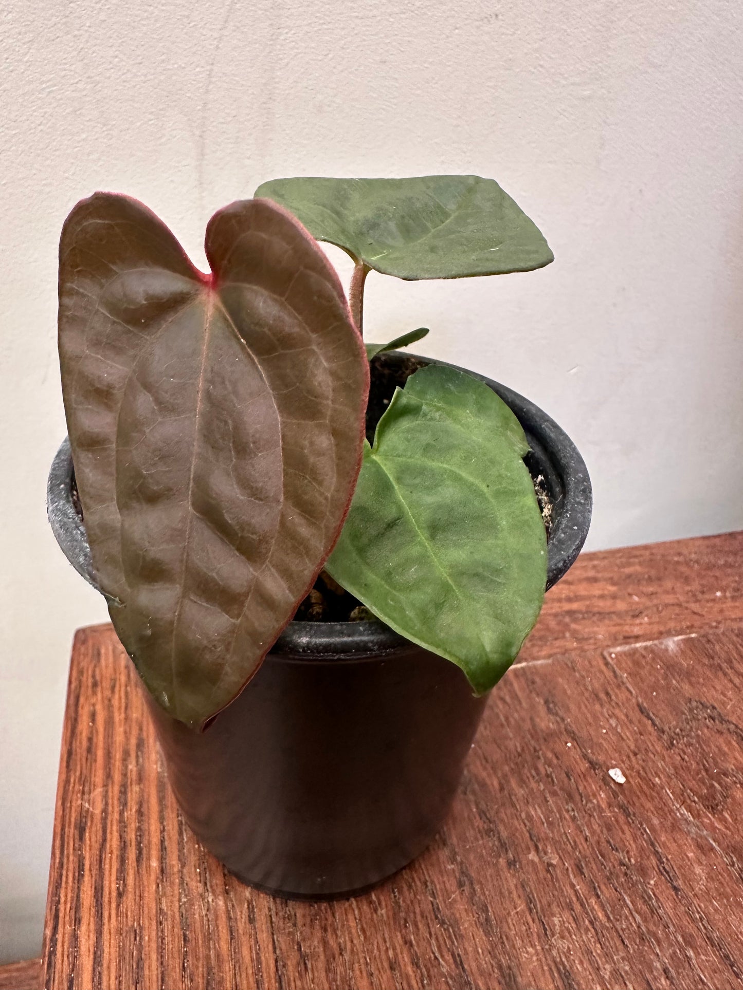 Anthurium Luxurians Dark - Thanksgiving Sale