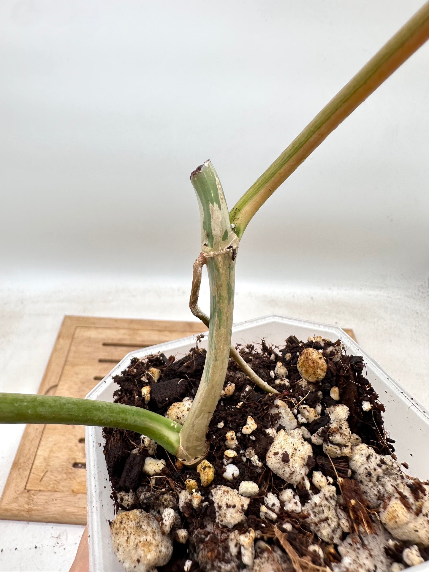 Philodendron FB x Mayoi Variegated - Multiple nodes bottom - Thanksgiving Sale