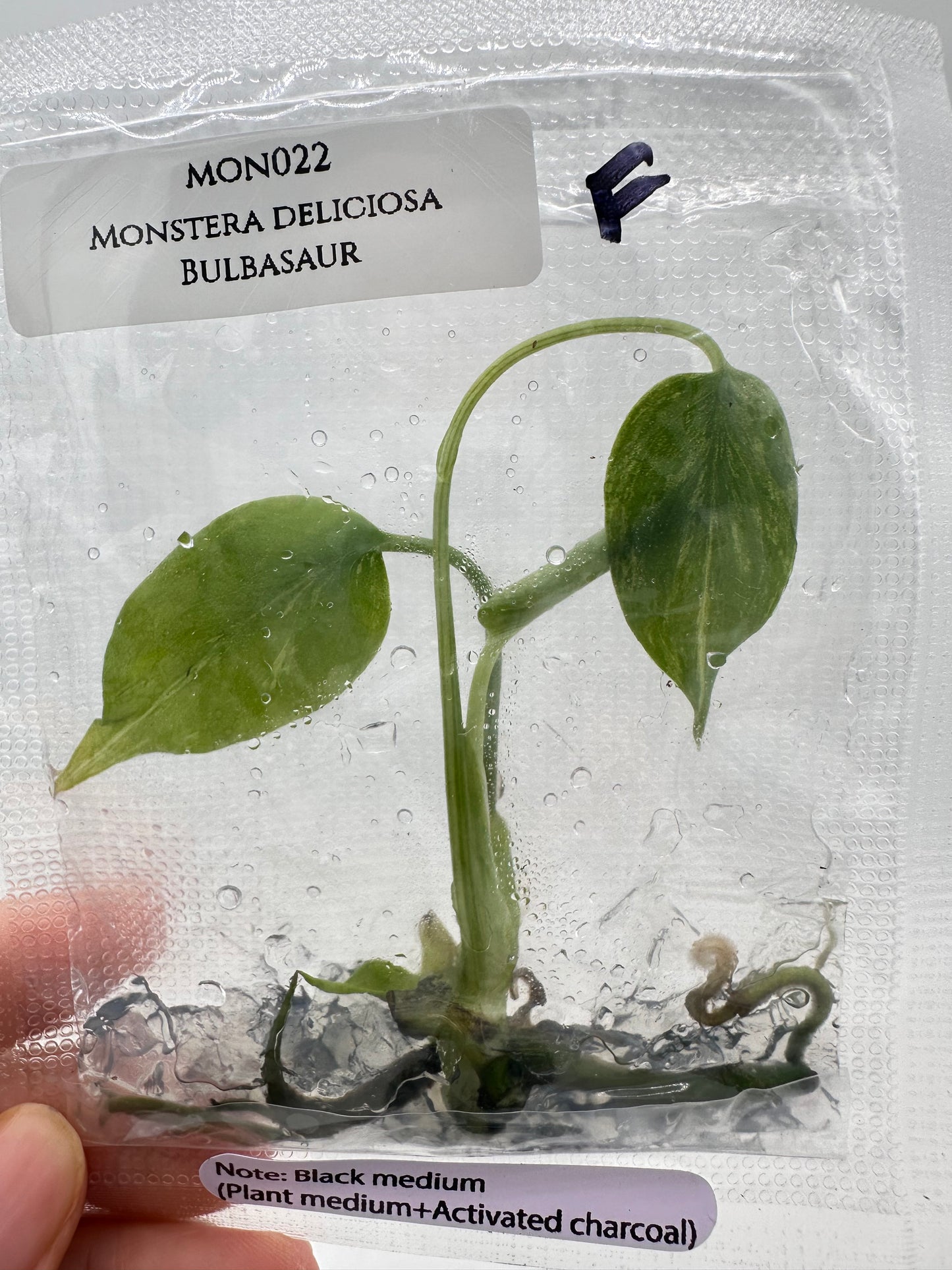 Tissue Culture - Monstera Bulbasuar - Rare