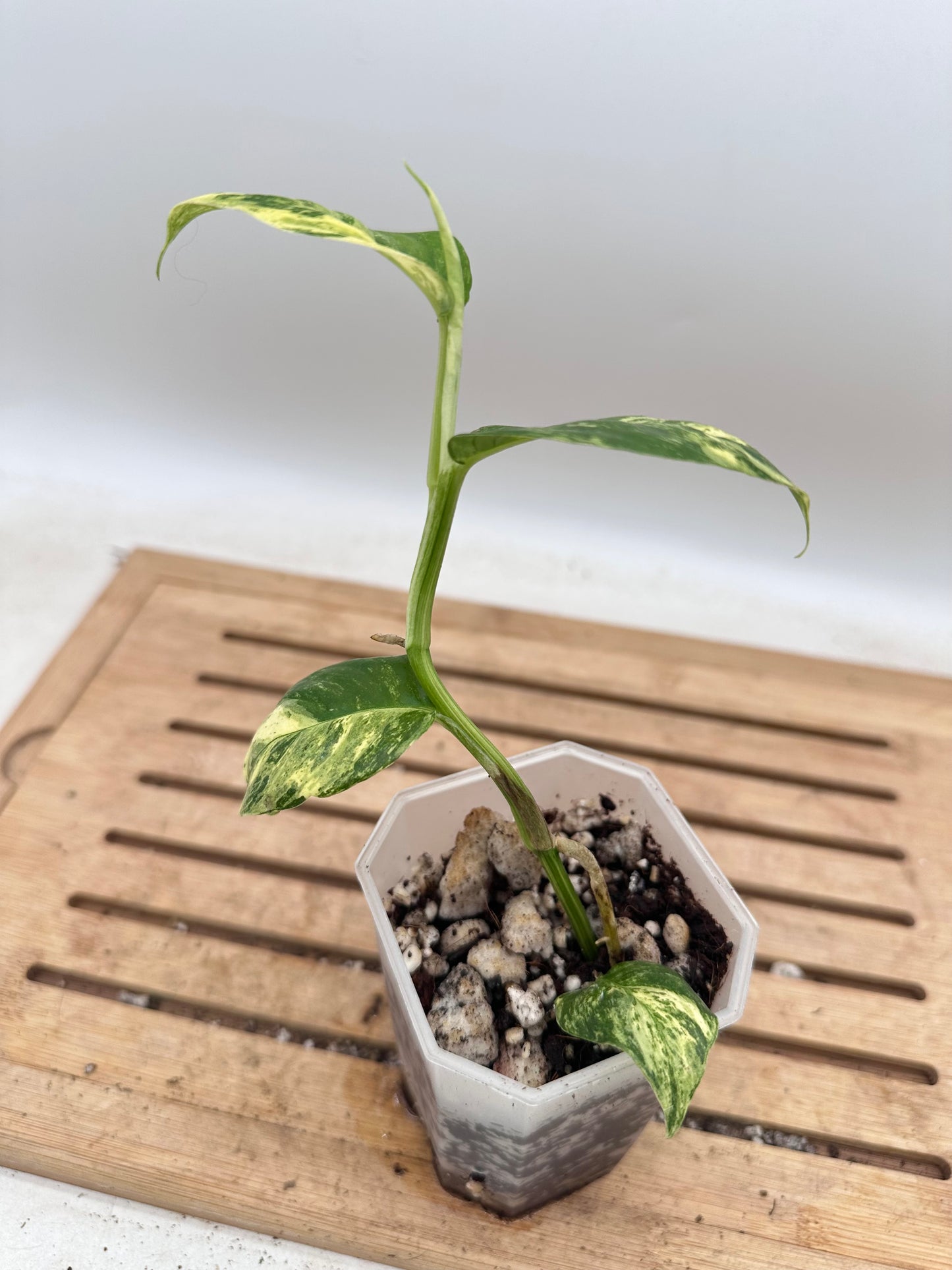 Rhaphidophora Puberula Variegated - Thanksgiving Sale 💚