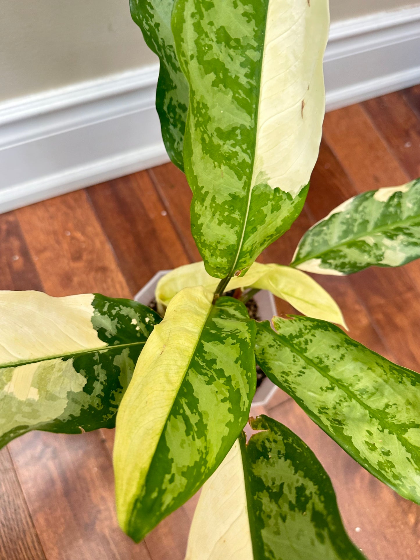 Aglaonema Manila Pride Albo - Multiple plants in pot - August Sale