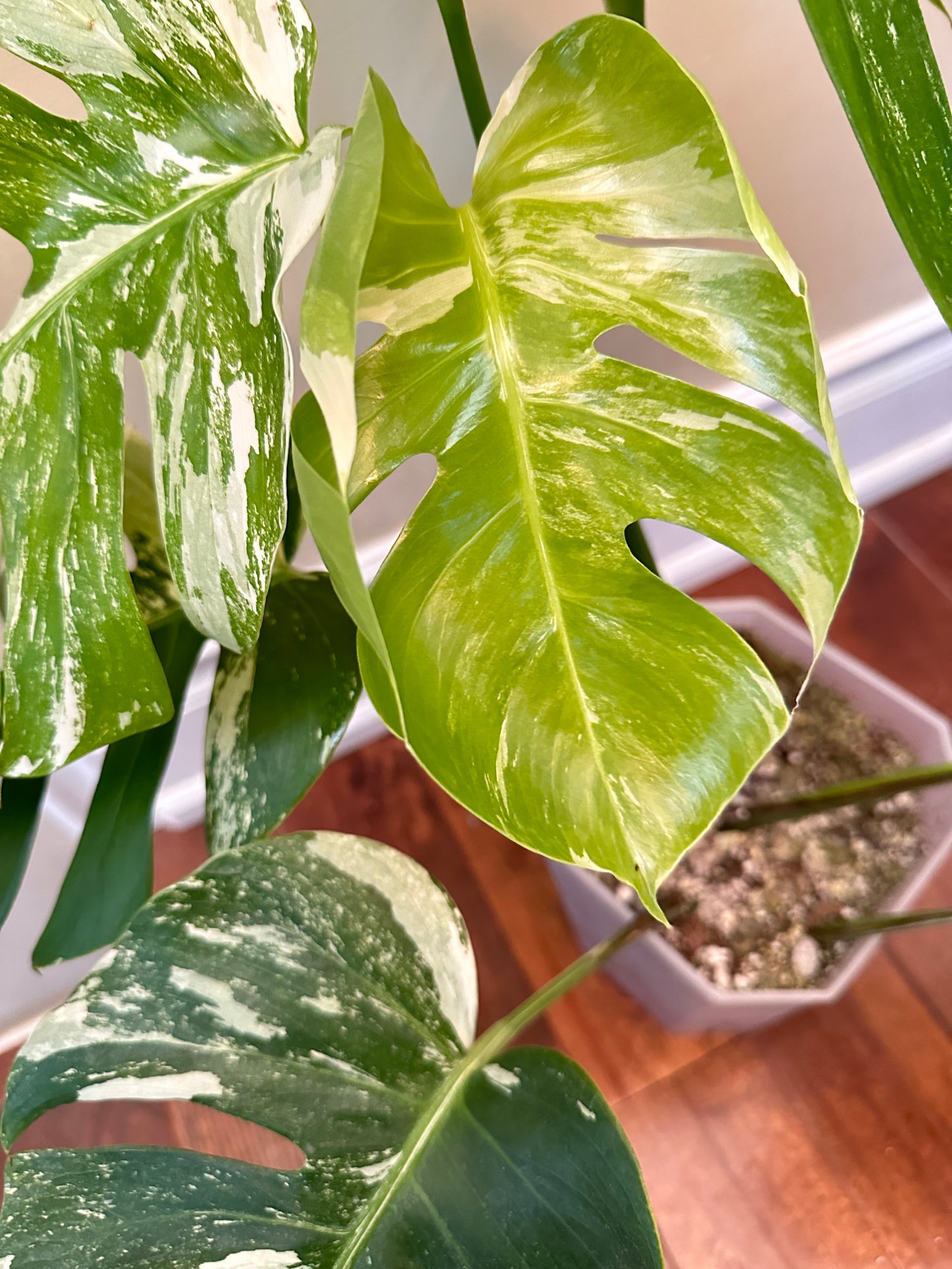 Monstera Albo - August Sale