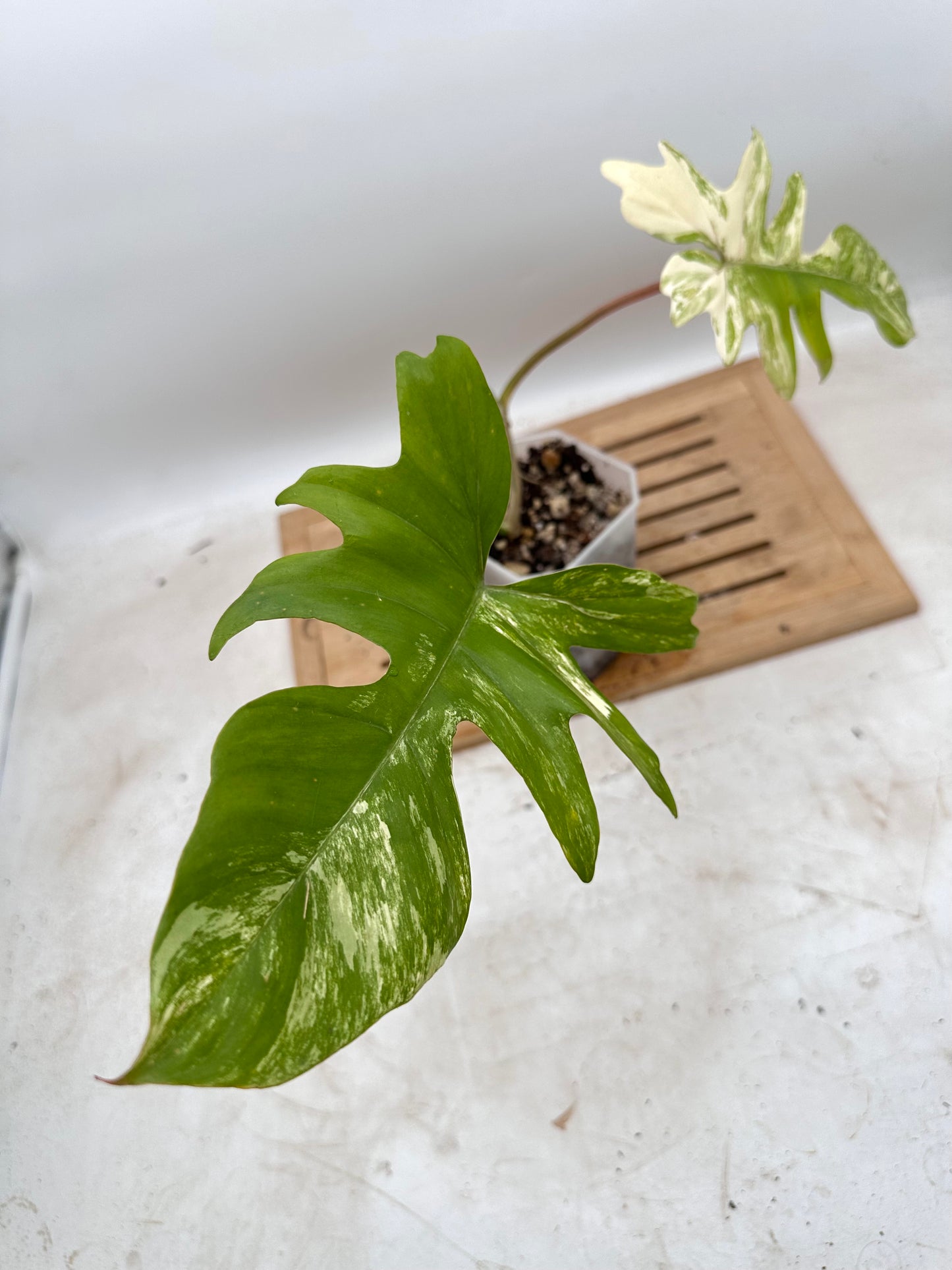 Philodendron FB x Mayoi Variegated - Multiple nodes bottom - Thanksgiving Sale