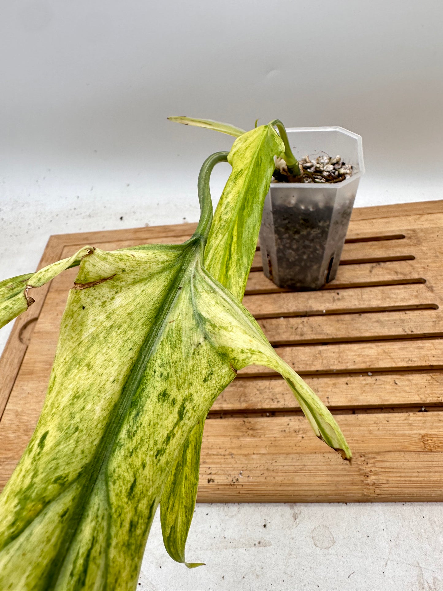 Philodendron Paloraense Variegated - Top Cutting