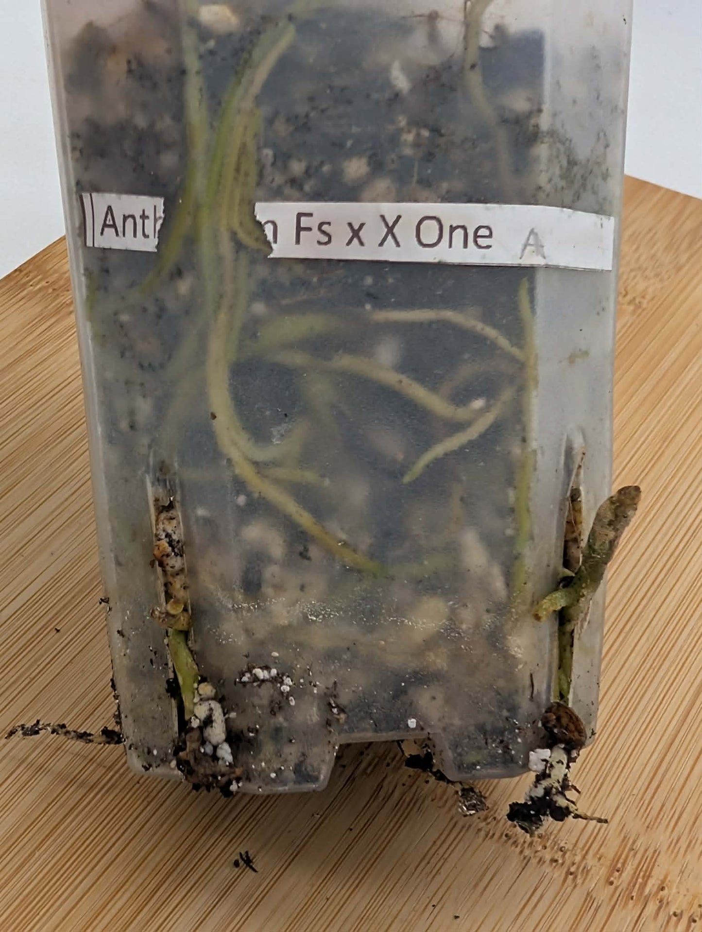 Anthurium Fort Sherman x X One