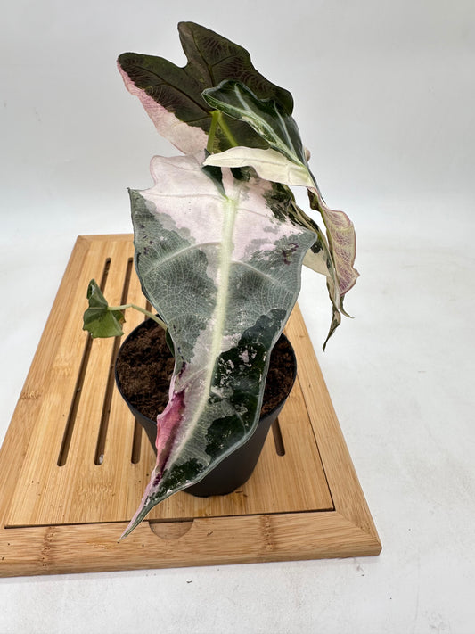 Alocasia Polly Pink Variegated