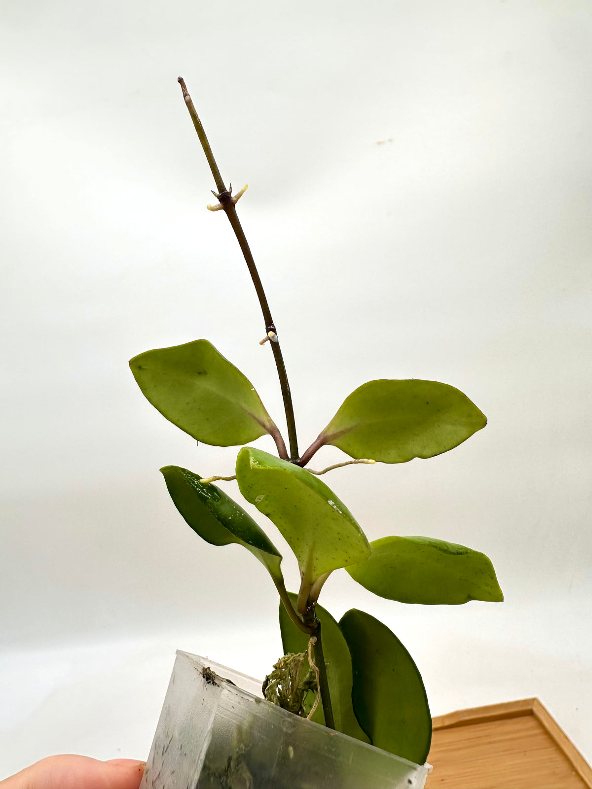 Hoya Brevialata