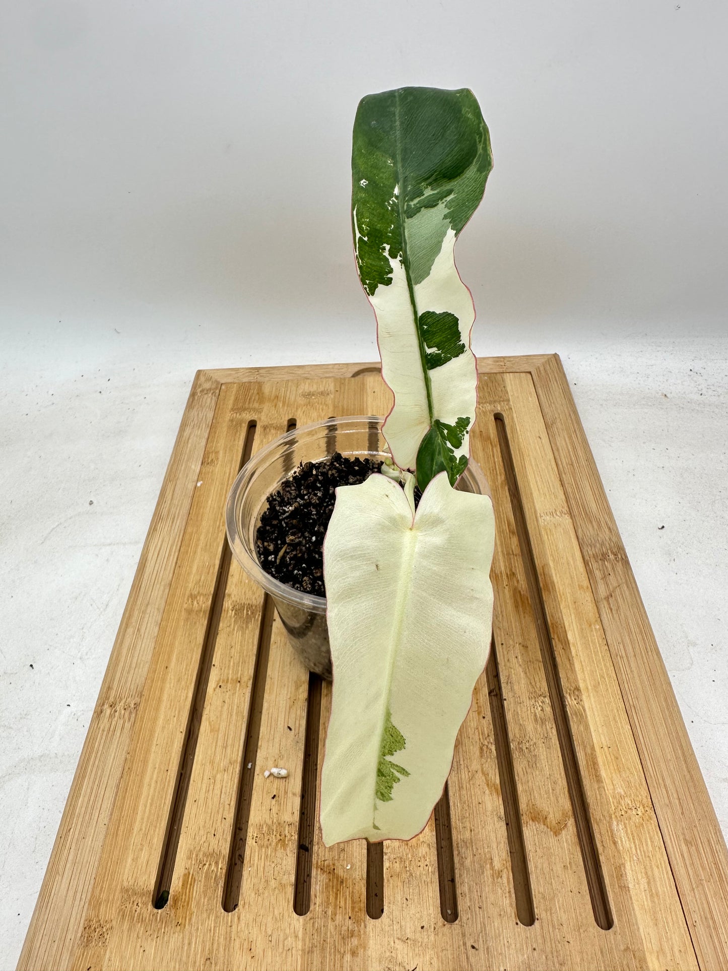 Long Weekend Sales 🐣🐇- Philodendron Paraiso Verde Albo Variegata