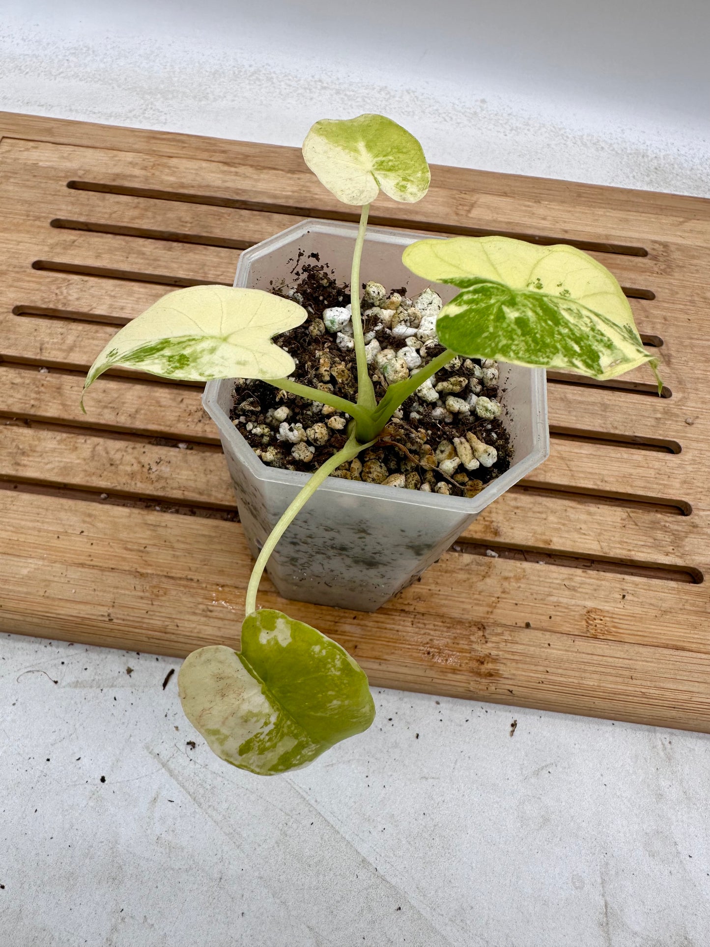 Alocasia Odora Mint Variegated - August Sale