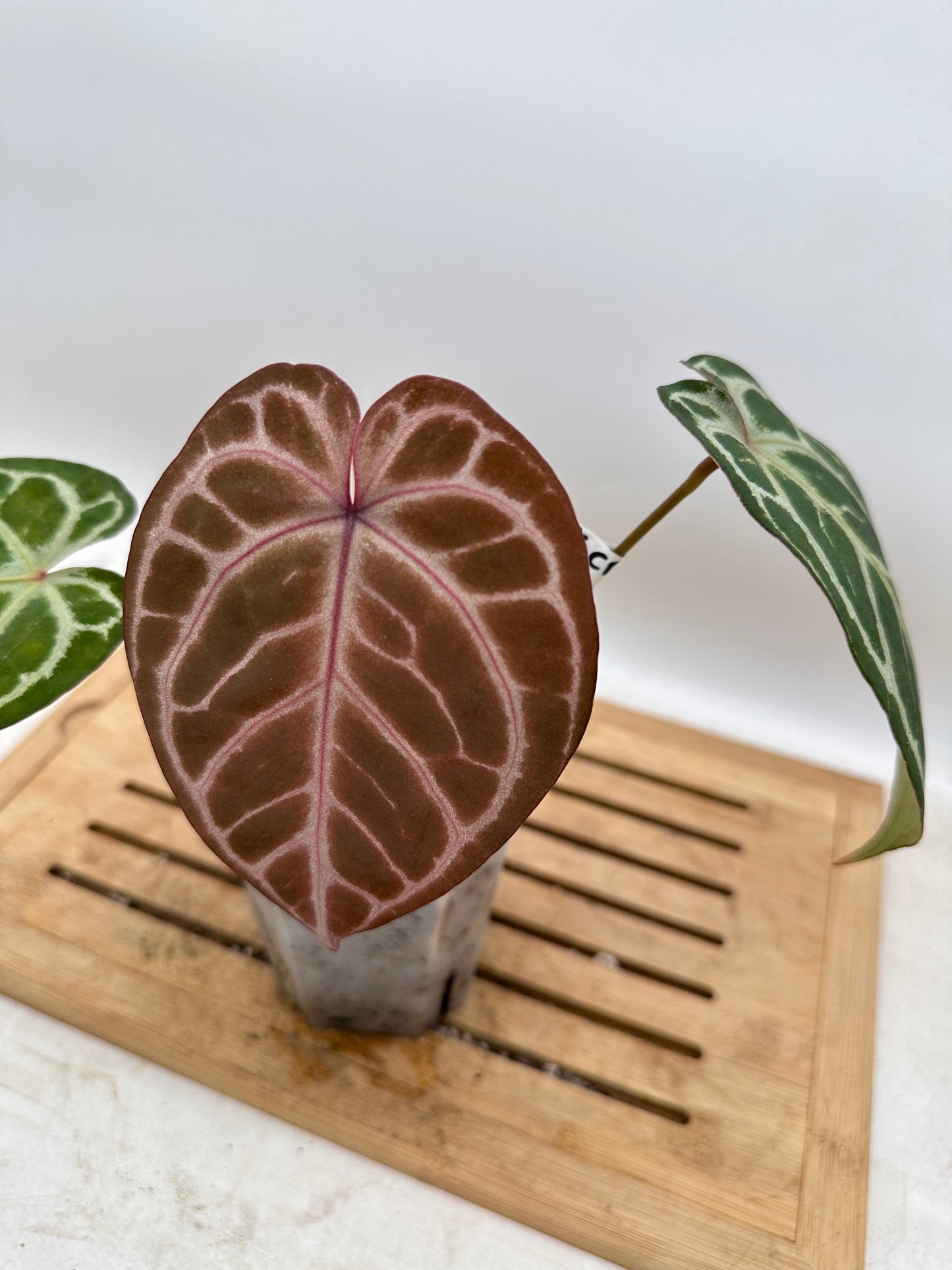 Anthurium Black Crystallinum x Red Crystallinum - Thanksgiving Sale 💚