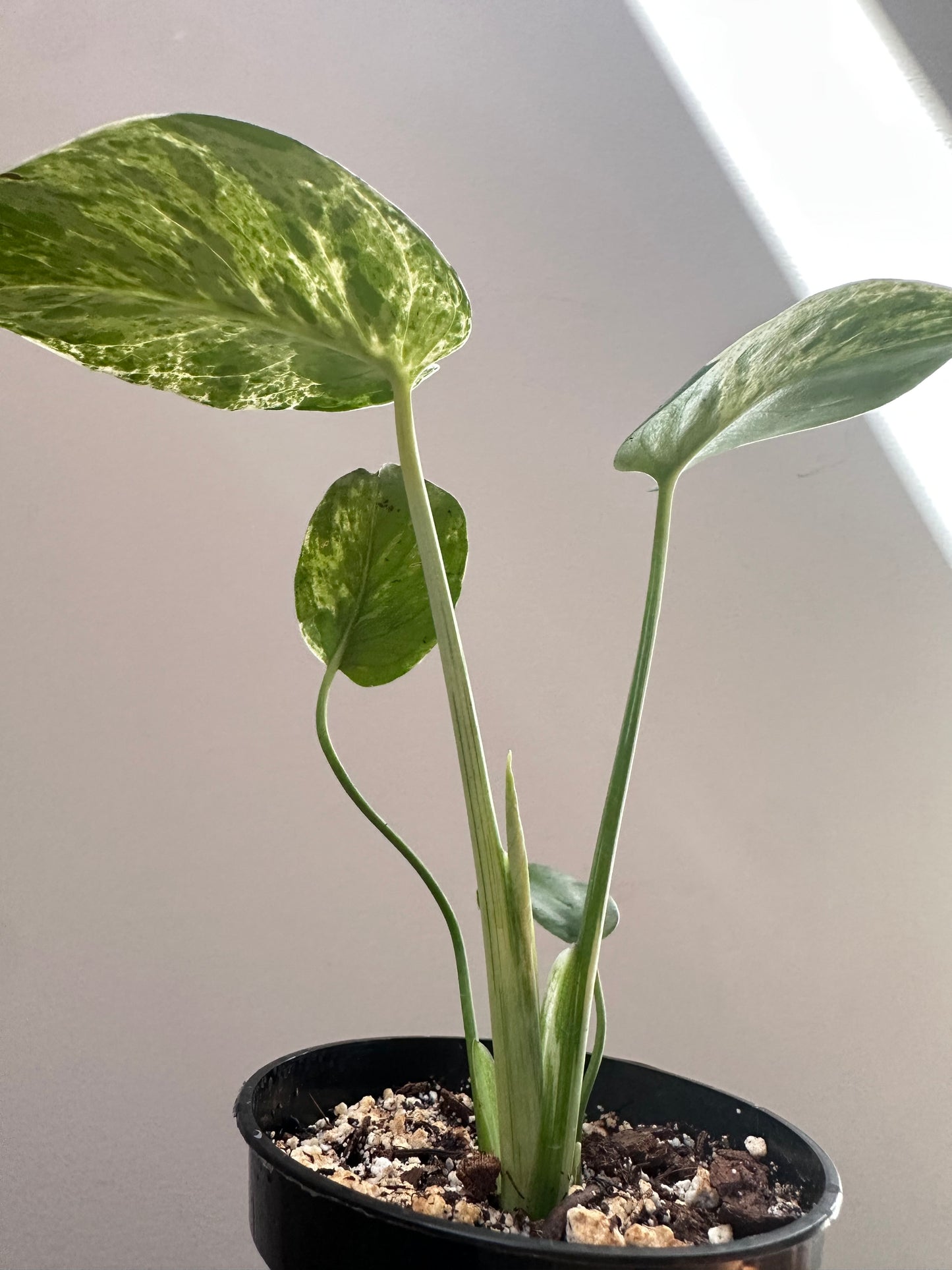 Monstera Bulbasaur