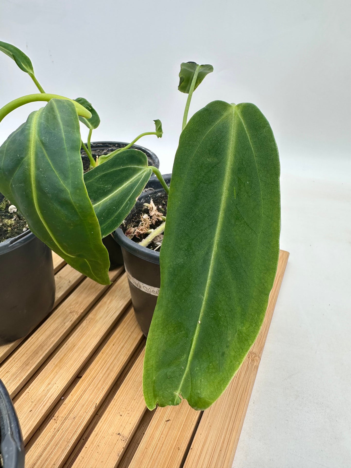 Anthurium Warrocquenum Queen