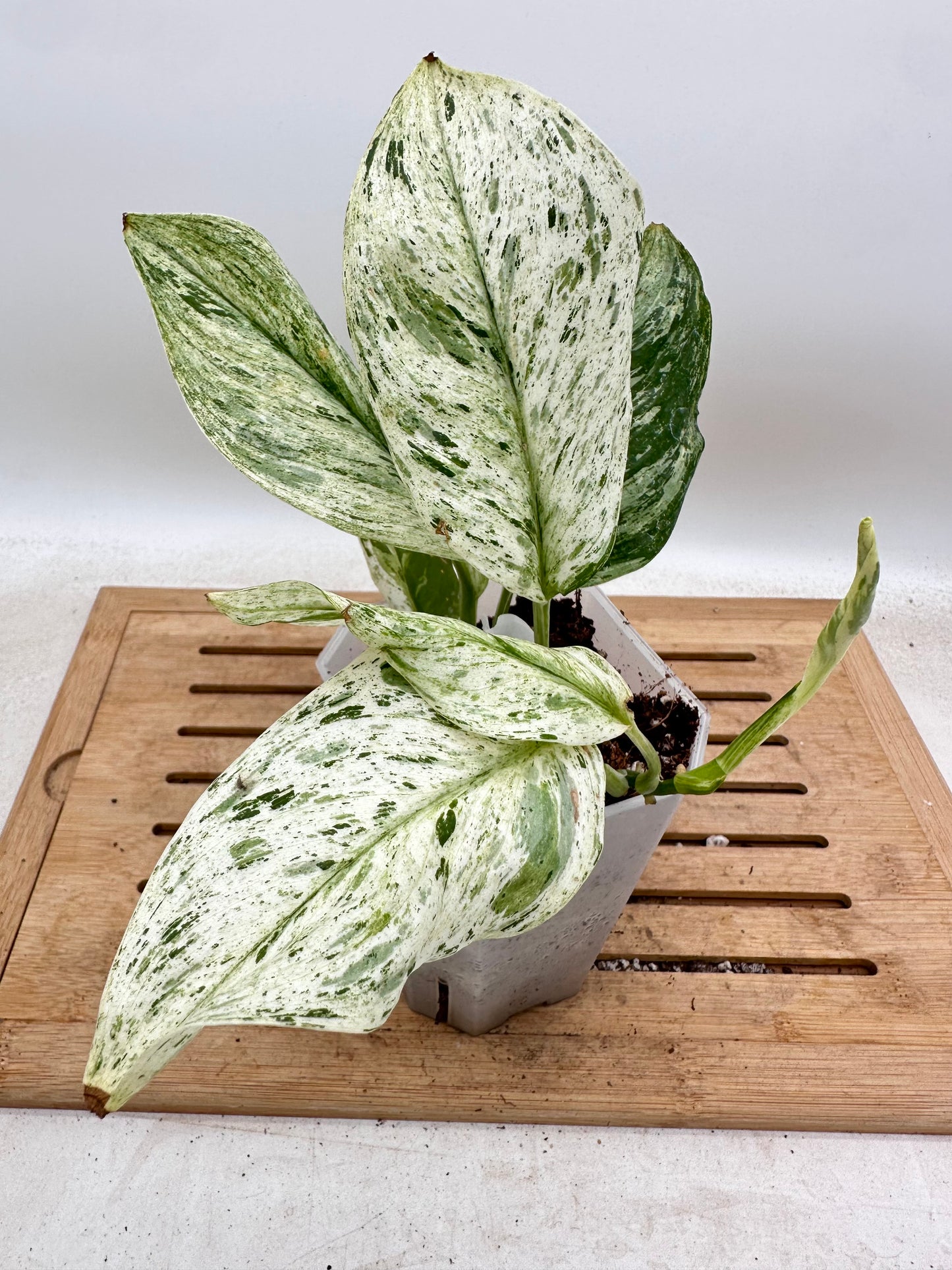 Scindapsus Treubii White Marble Variegated - Thanksgiving Sale 💚