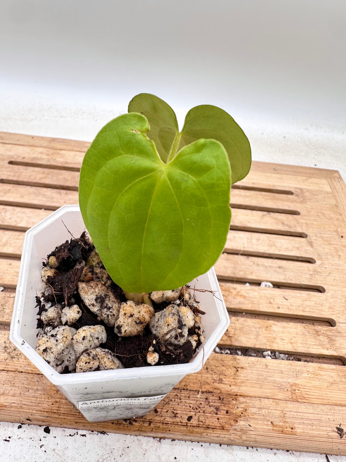 Anthurium Fort Sherman x Luxurians - Thanksgiving Sale 💚