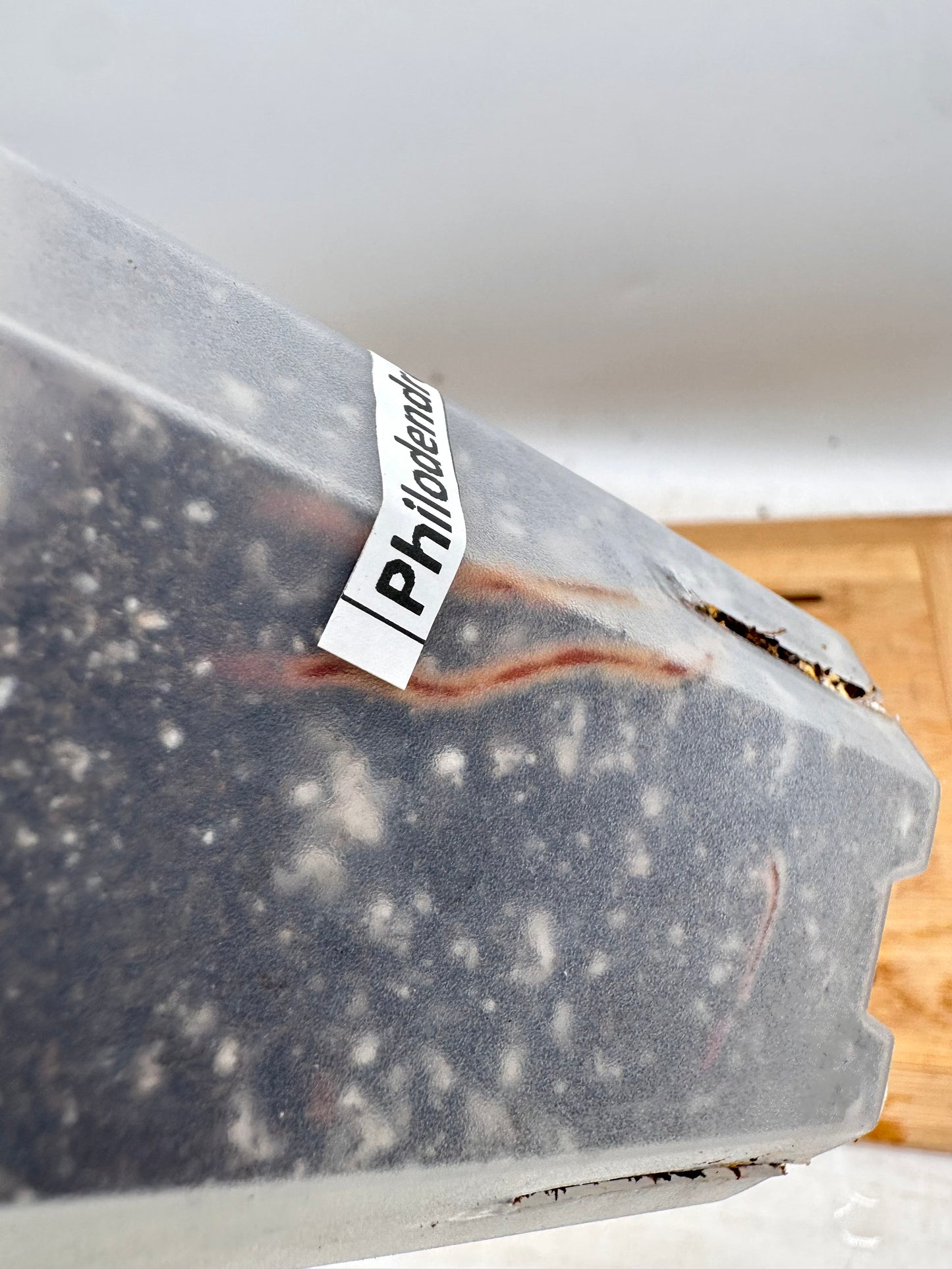 Philodendron Orange Princess - Clearance Sale