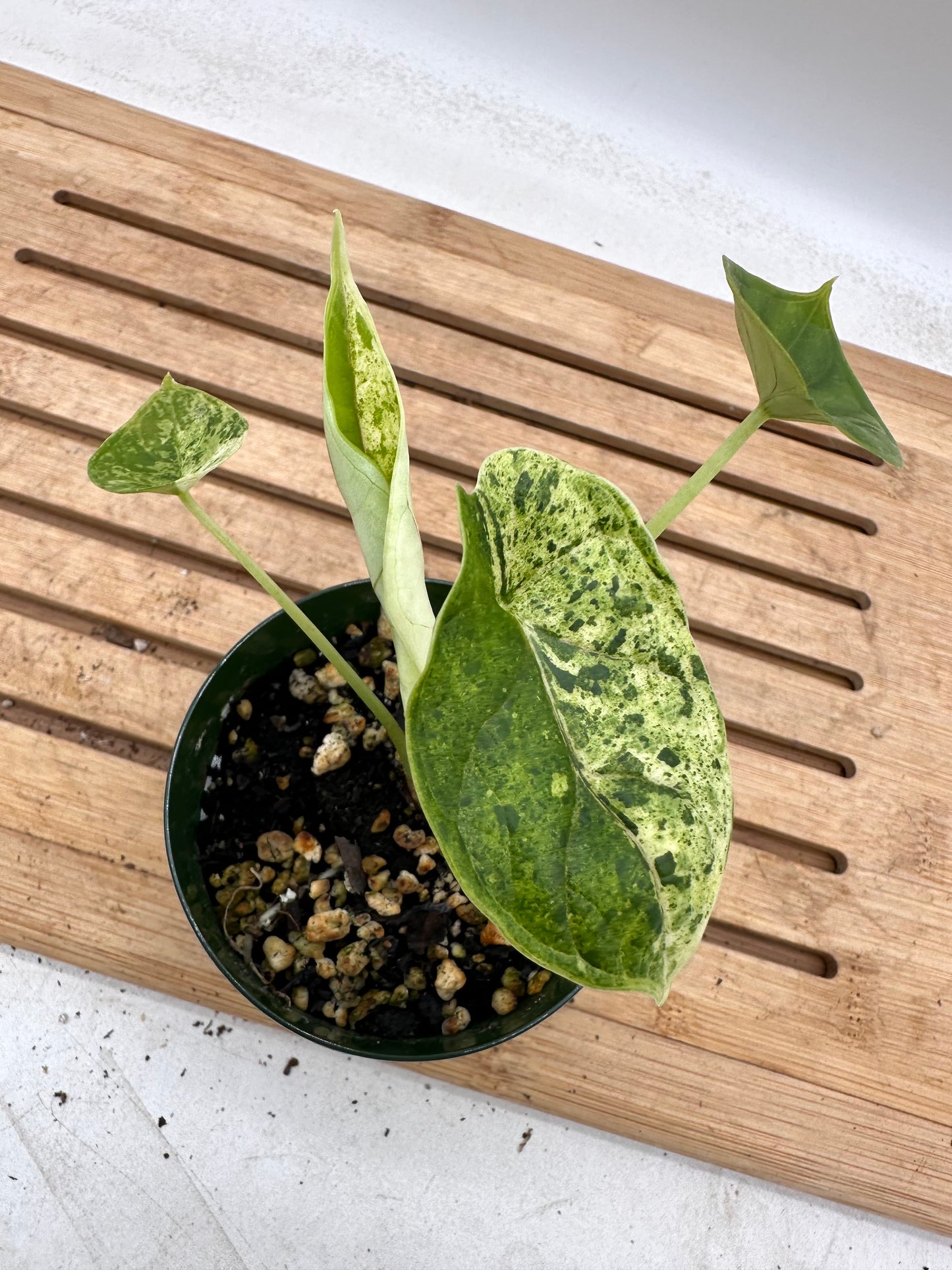 Alocasia Dragon Scale Mint Variegated - August Sale