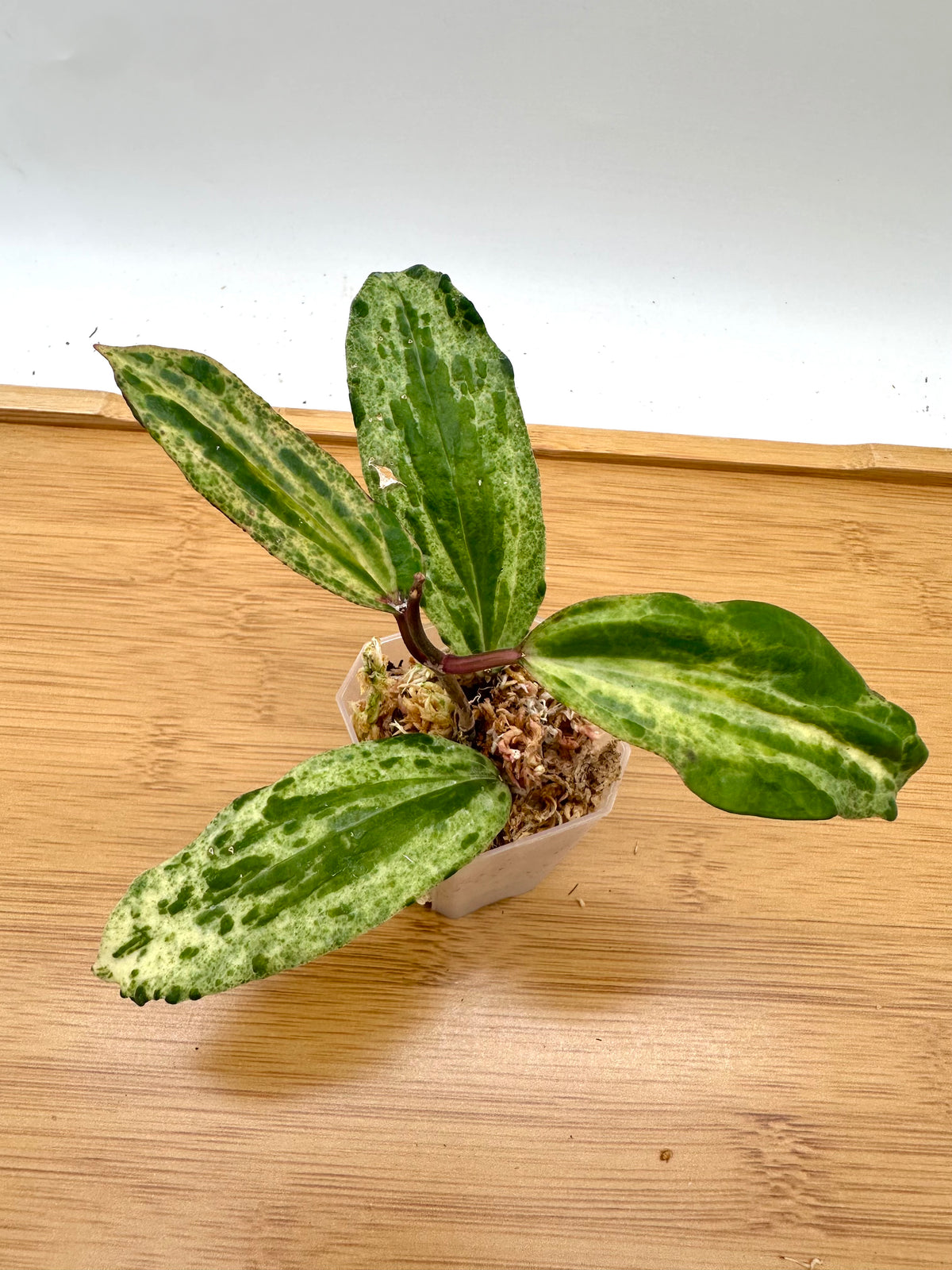 Hoya Crocodile