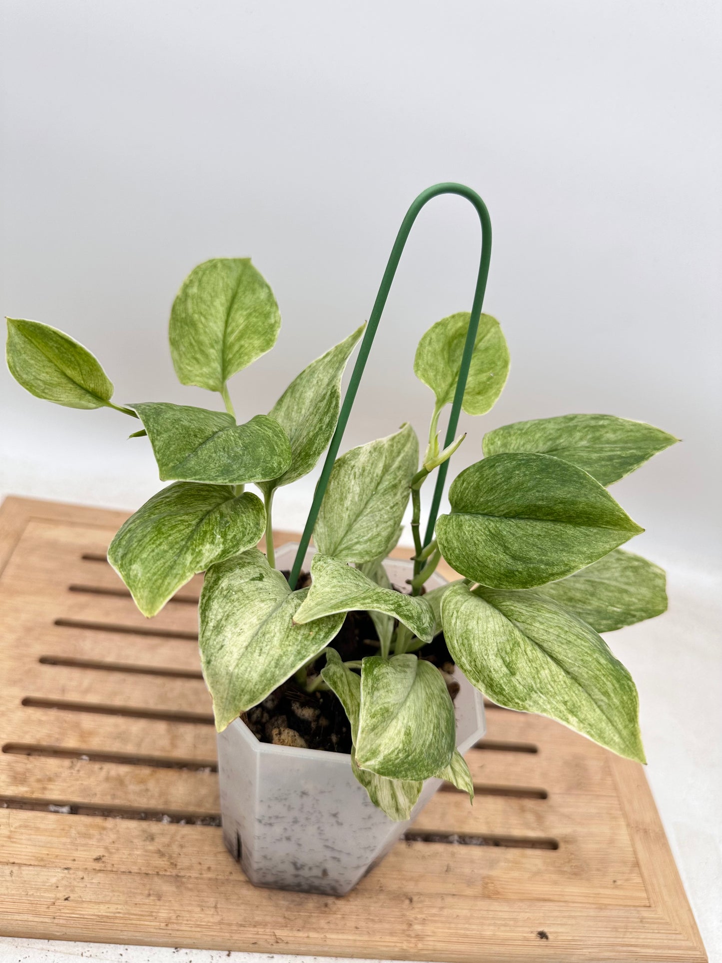 Scindapsus Treubii Mint Variegated - Multiple growths - Thanksgiving Sale 💚