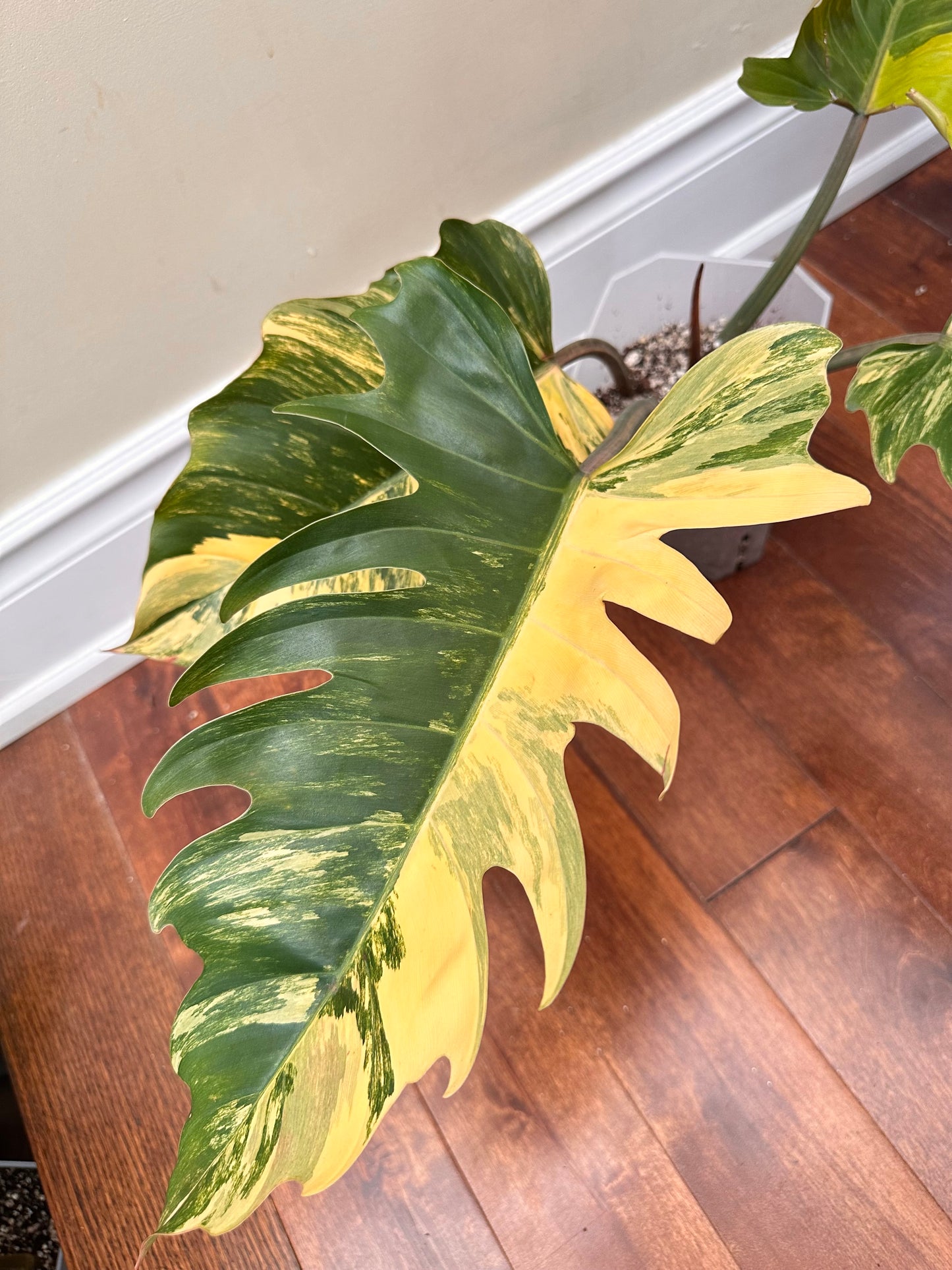 Philodendron Caramel Marble Variegated - August Sale