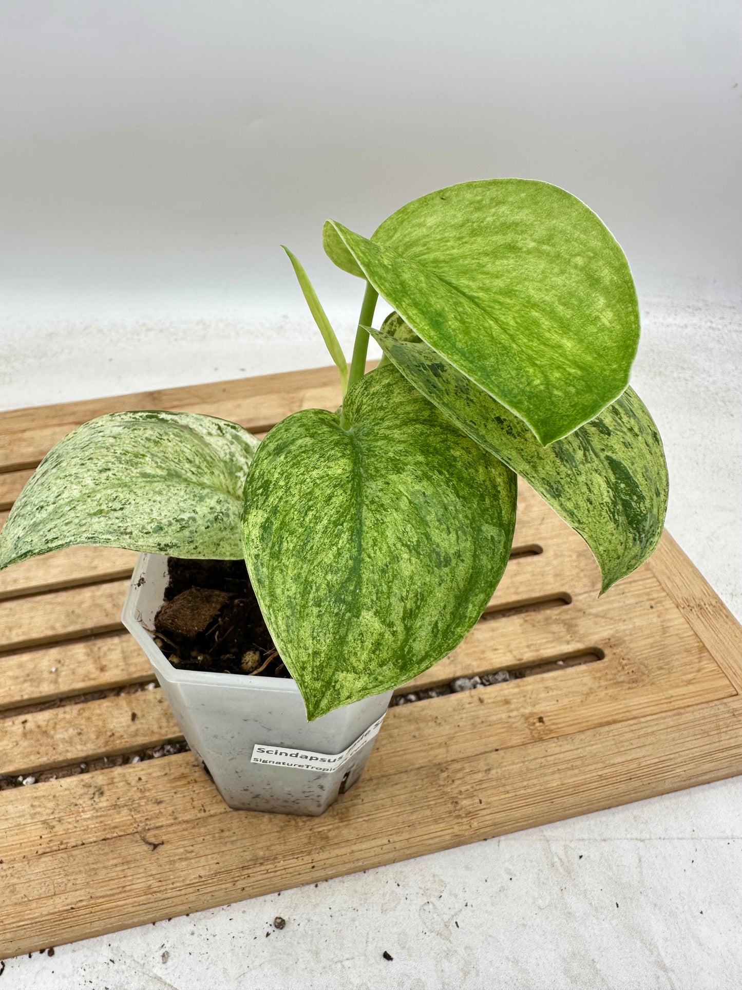Scindapsus Jade Satin Marble Queen - 2 growths - Thanksgiving Sale 💚