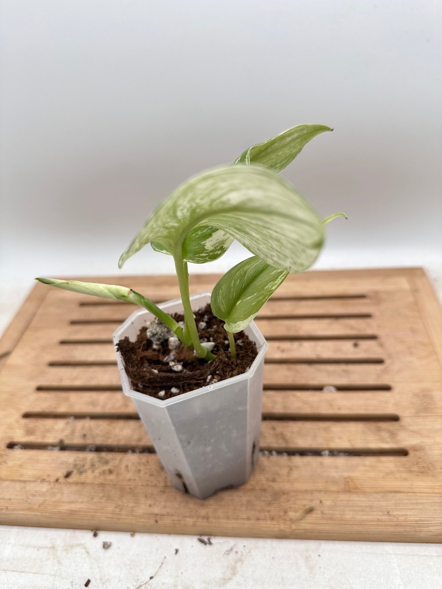 Scindapsus Treubii Moonlight Variegatef