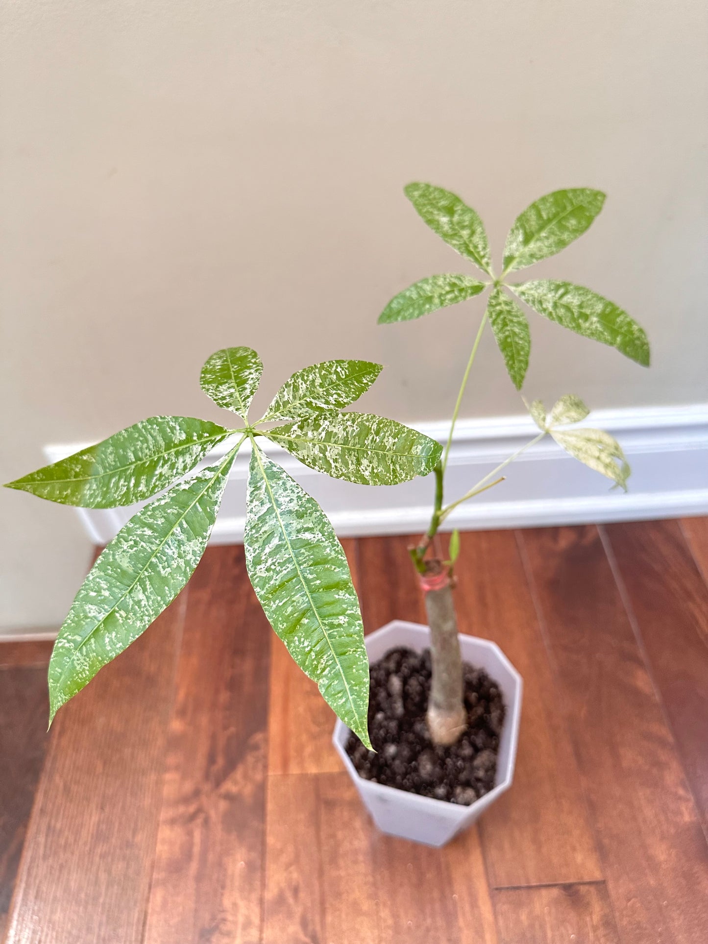 Variegated Money Tree D - August Sale