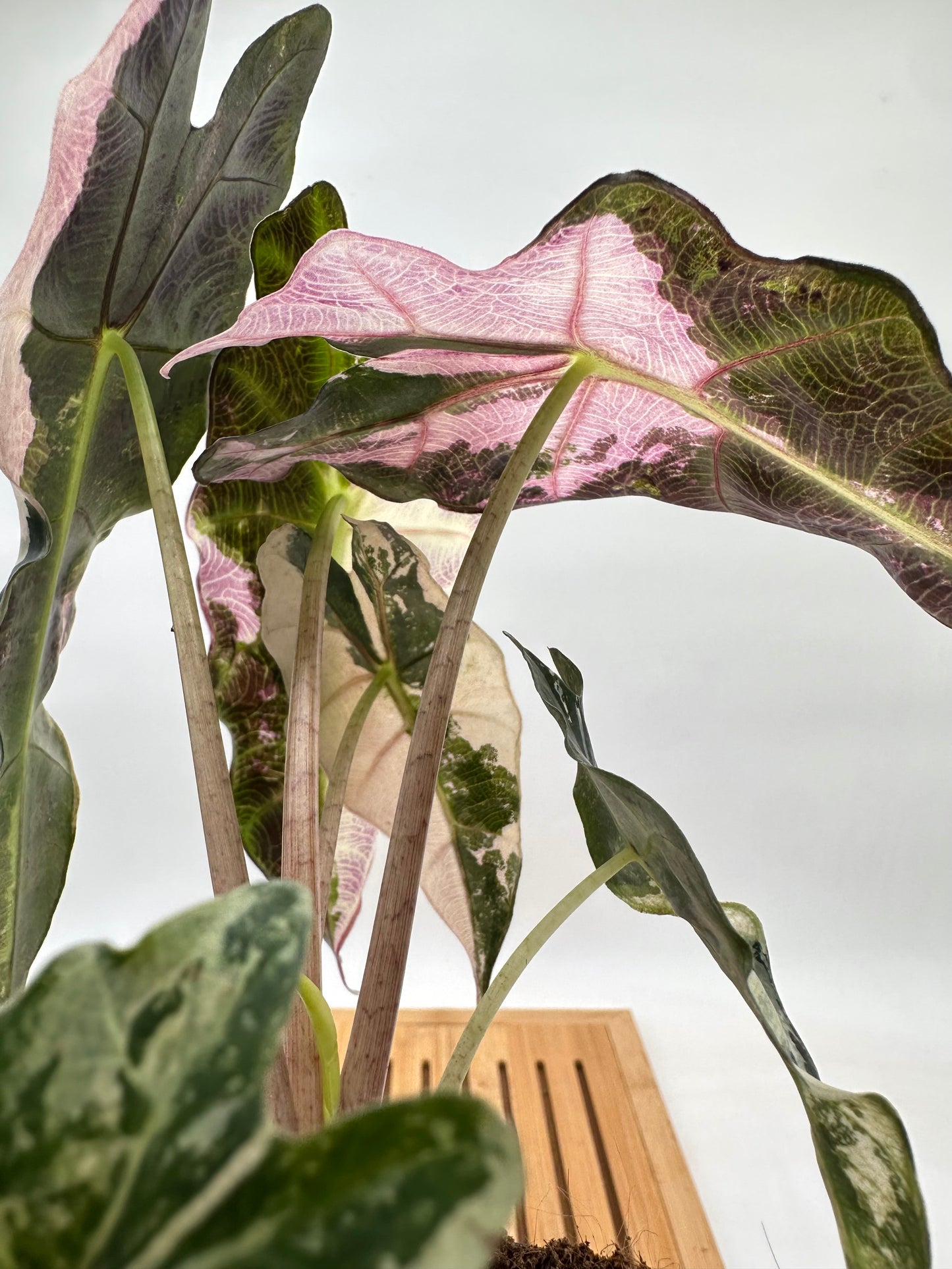 Alocasia Polly Pink Variegated